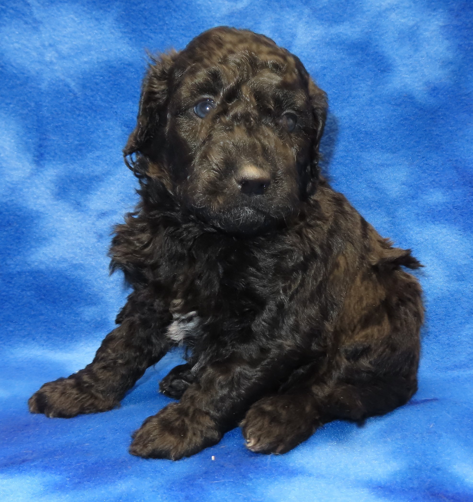 MOCHA TURQUOISE GIRL- RARE SOLID BLACK BERNEDOODLE $2,500