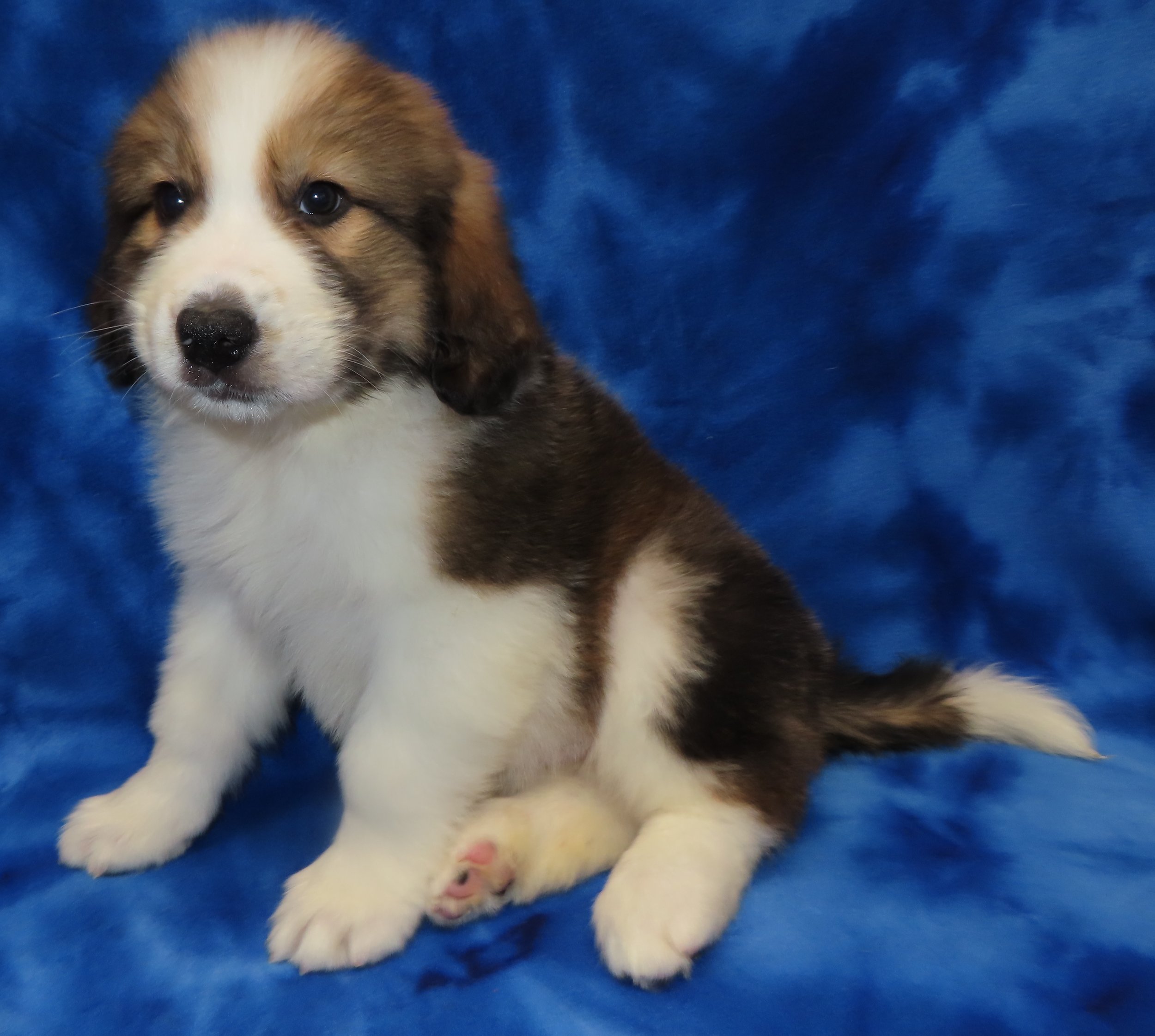 SHASTA ORANGE GIRL- $2,500