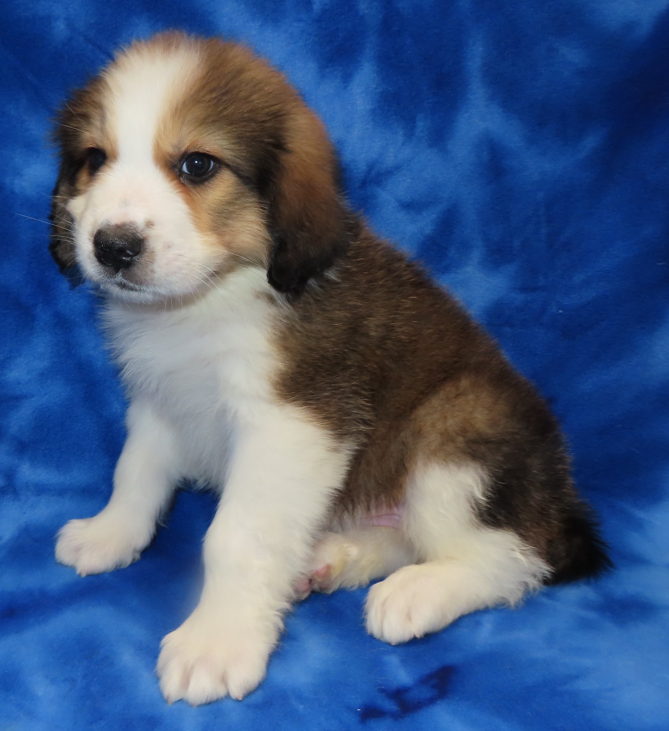 SHASTA PINK GIRL- $2,500