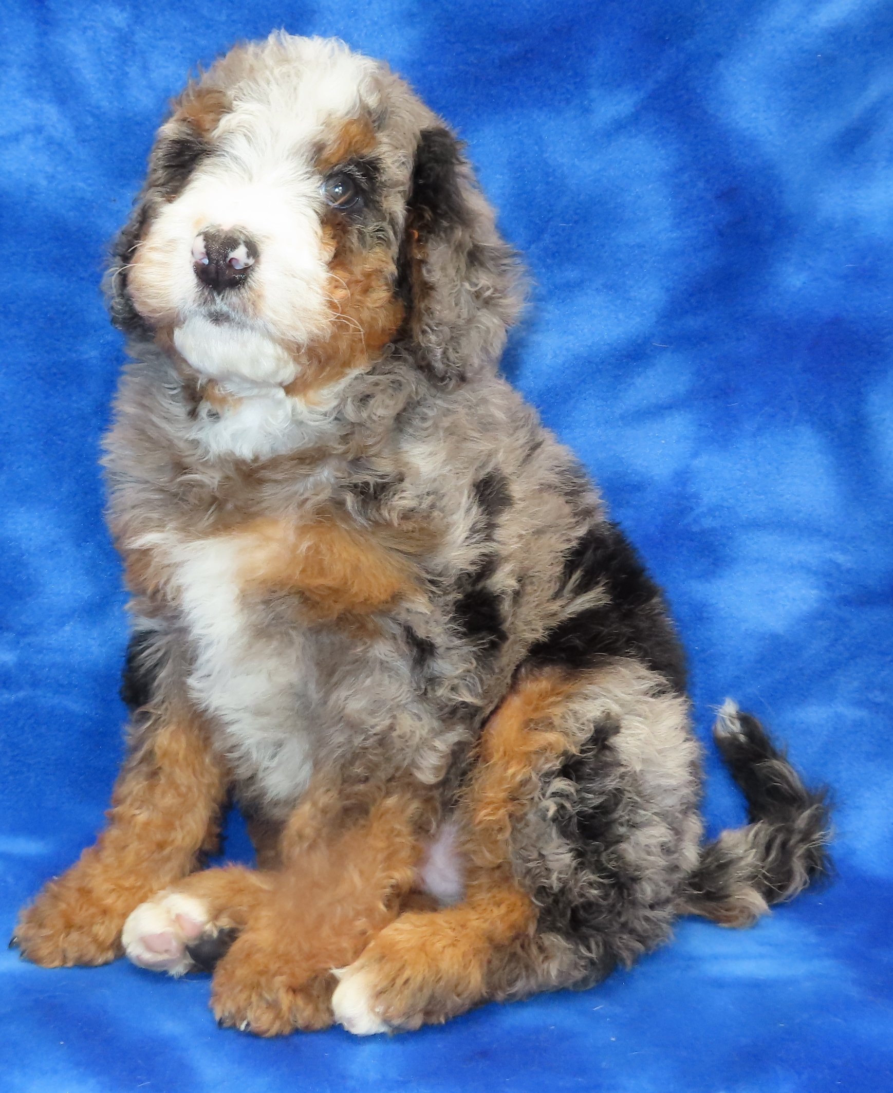 TIFFANY TURQUOISE GIRL- BLUE MERLE TRICOLOR (MOYEN/SMALL STANDARD) $2,500