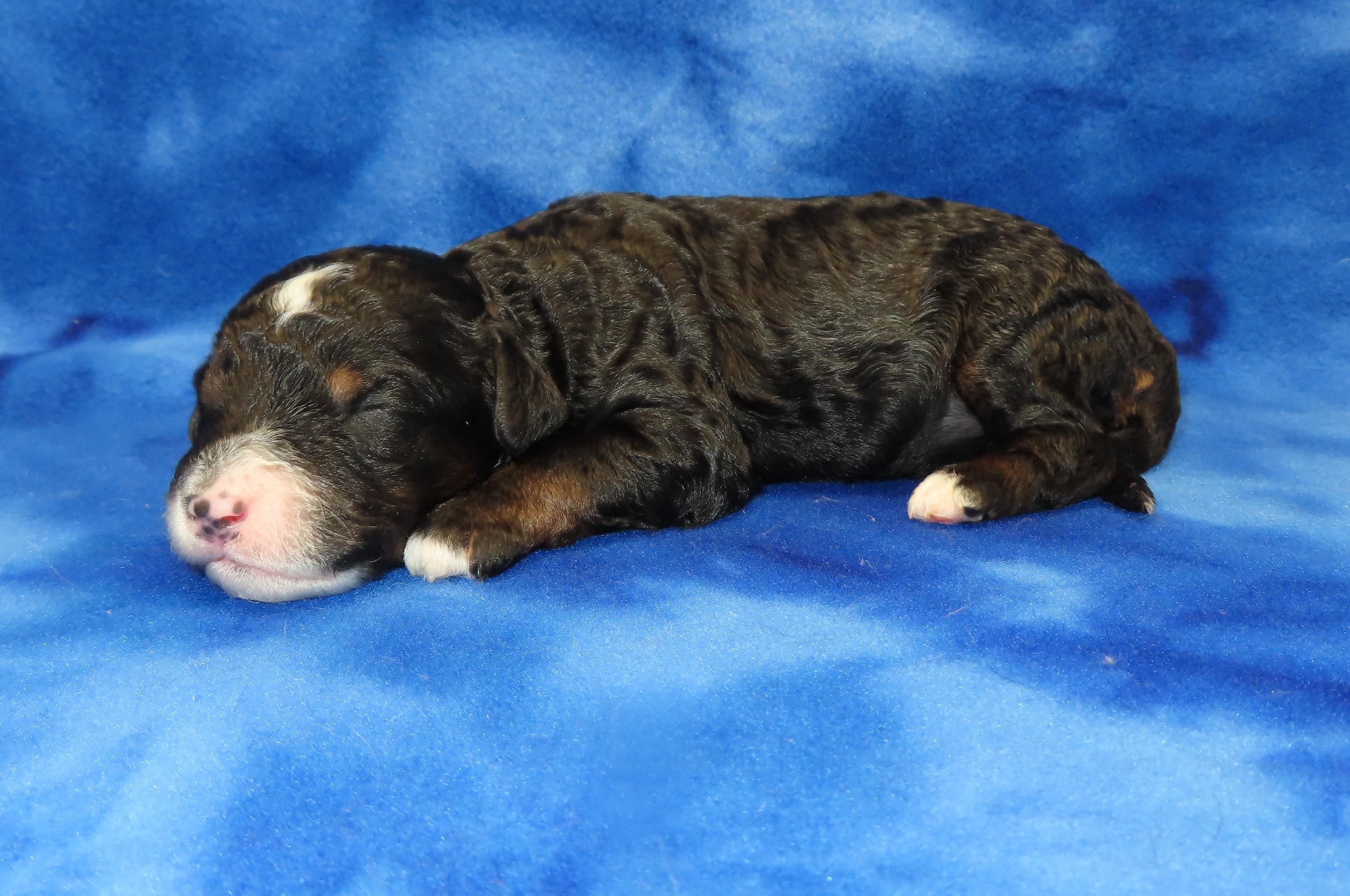 STORM GREEN BOY- TRADITIONAL TRICOLOR BERNEDOODLE (~32-38 LBS) $2,800