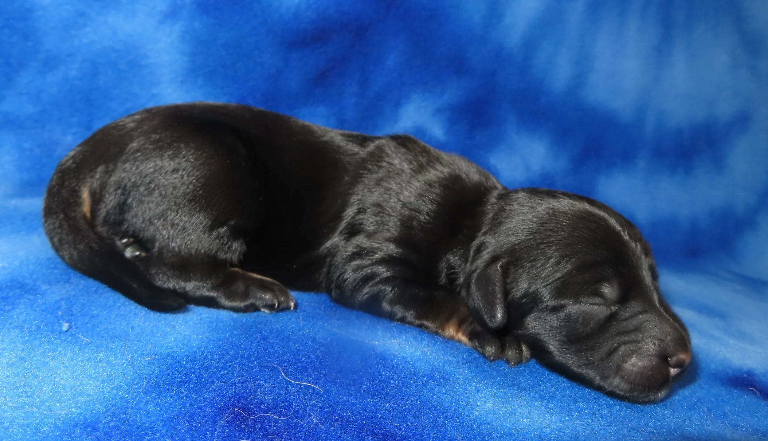 PEPPER TURQUOISE GIRL- BLACK AND TAN MINI BERNEDOODLE- $2,800