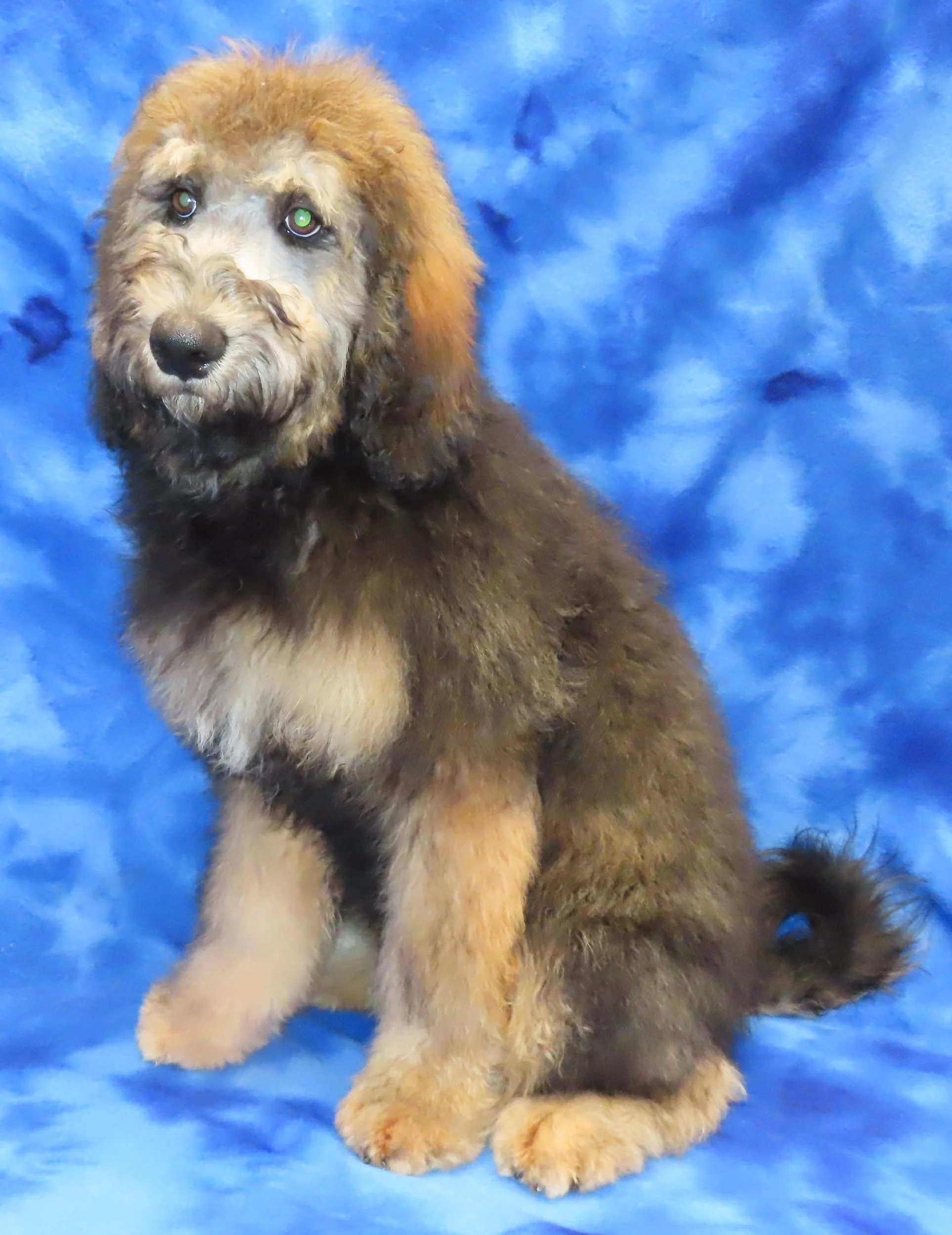 MOCHA RED GIRL- SABLE BERNEDOODLE $1,200