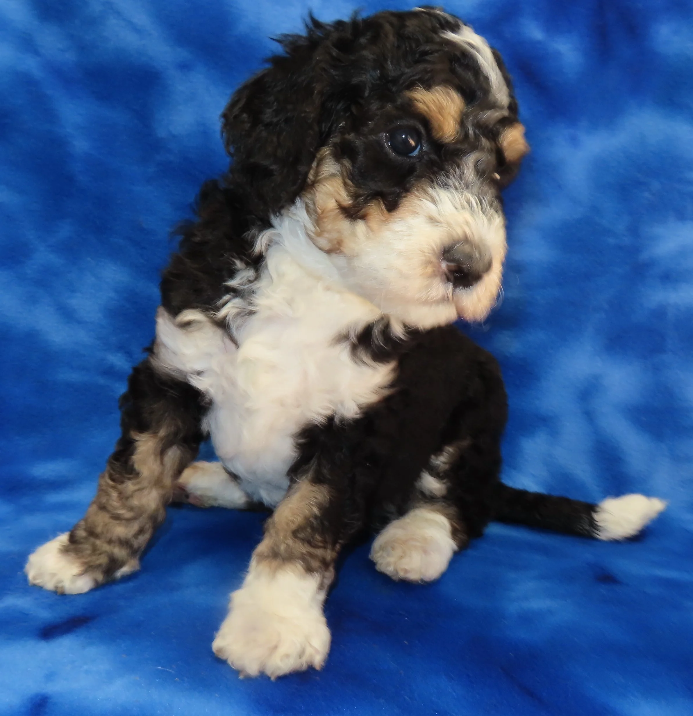 STORM RED BOY- TRADITIONAL TRICOLOR BERNEDOODLE (~32-38 LBS) $2,800