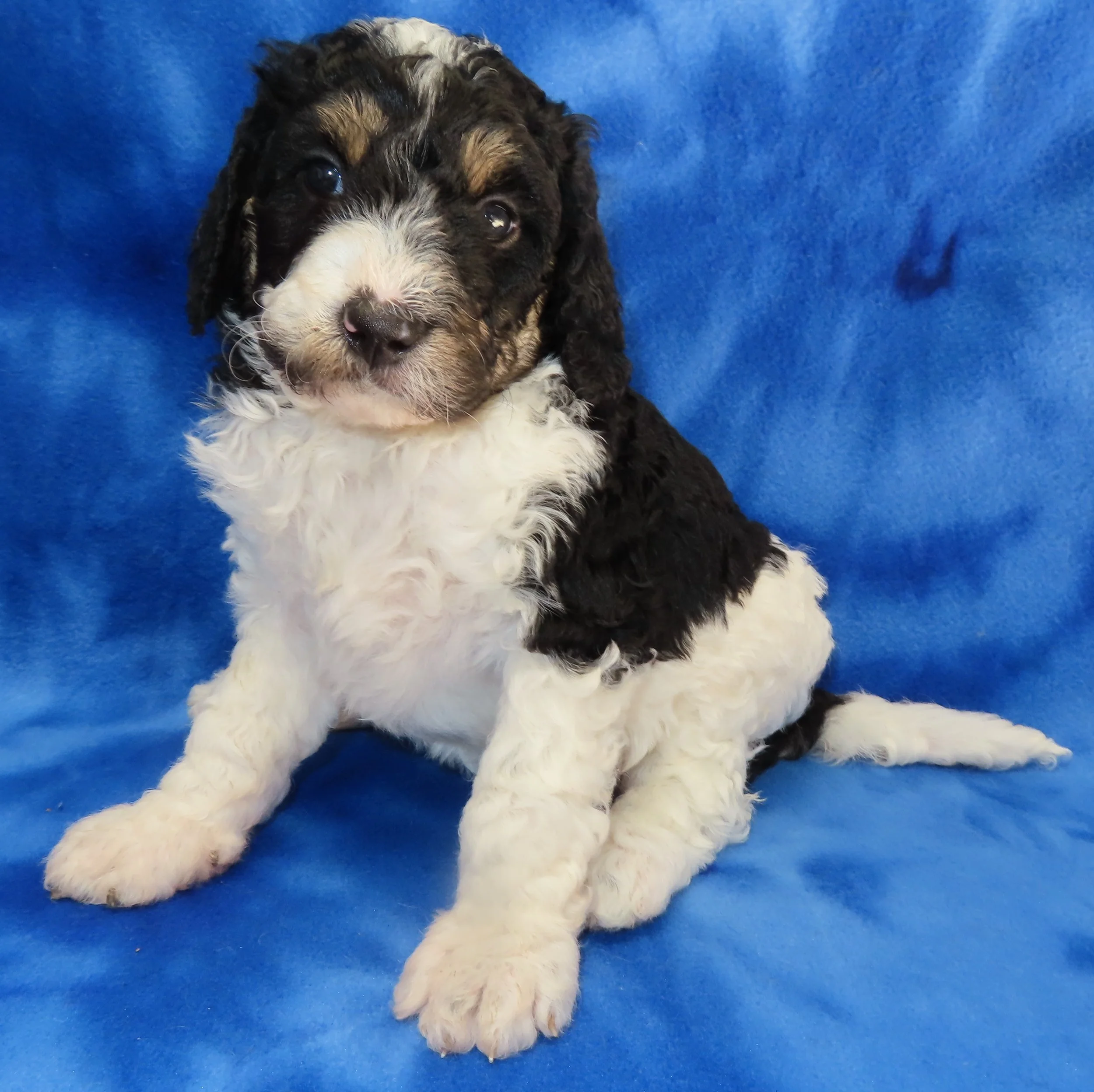 ARROW YELLOW GIRL- BLACK AND WHITE PARTI BERNEDOODLE (~28-38 LBS) $2,800
