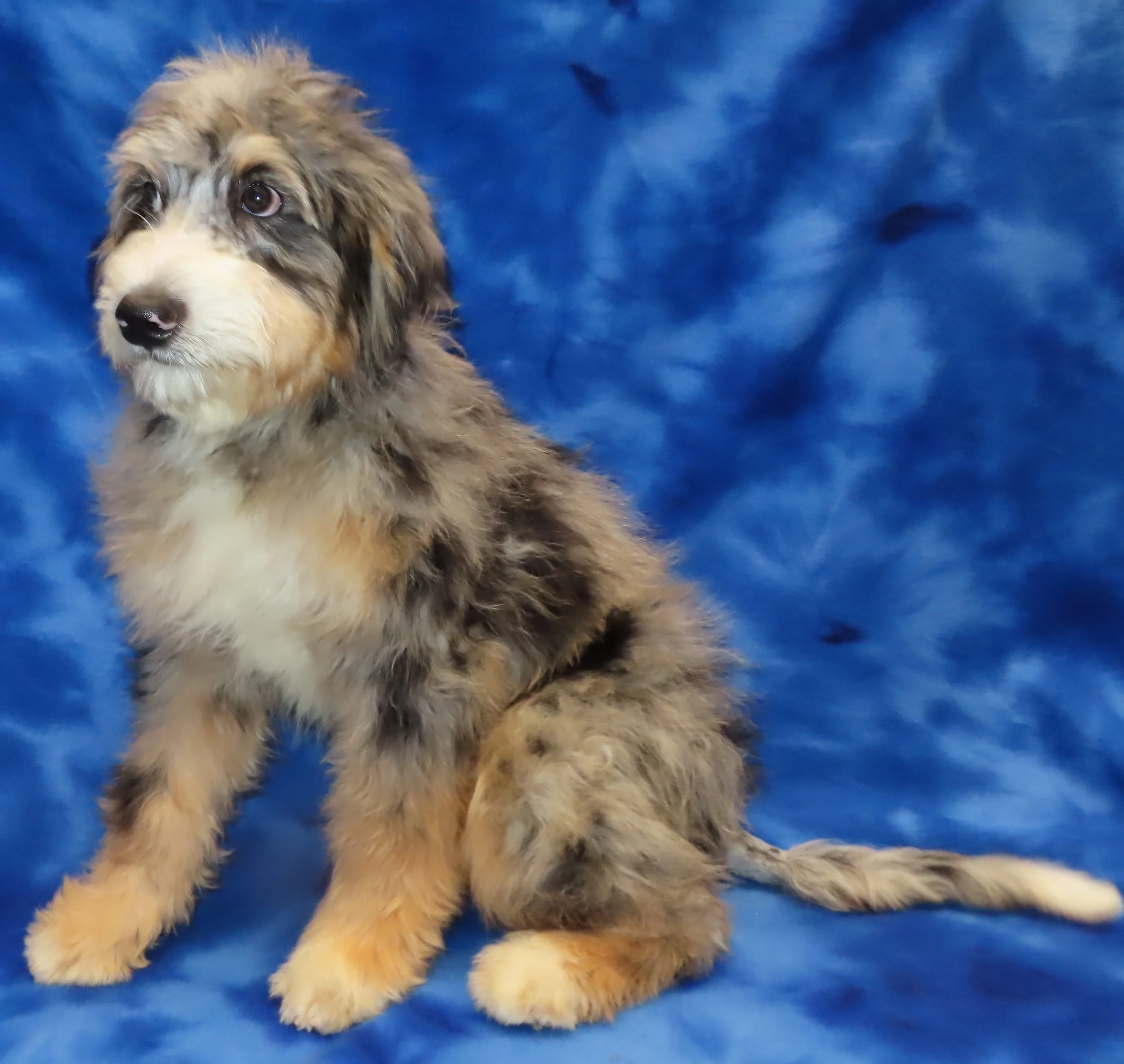 TIFFANY RED GIRL- BLUE MERLE TRICOLOR (MOYEN/SMALL STANDARD) $2,200