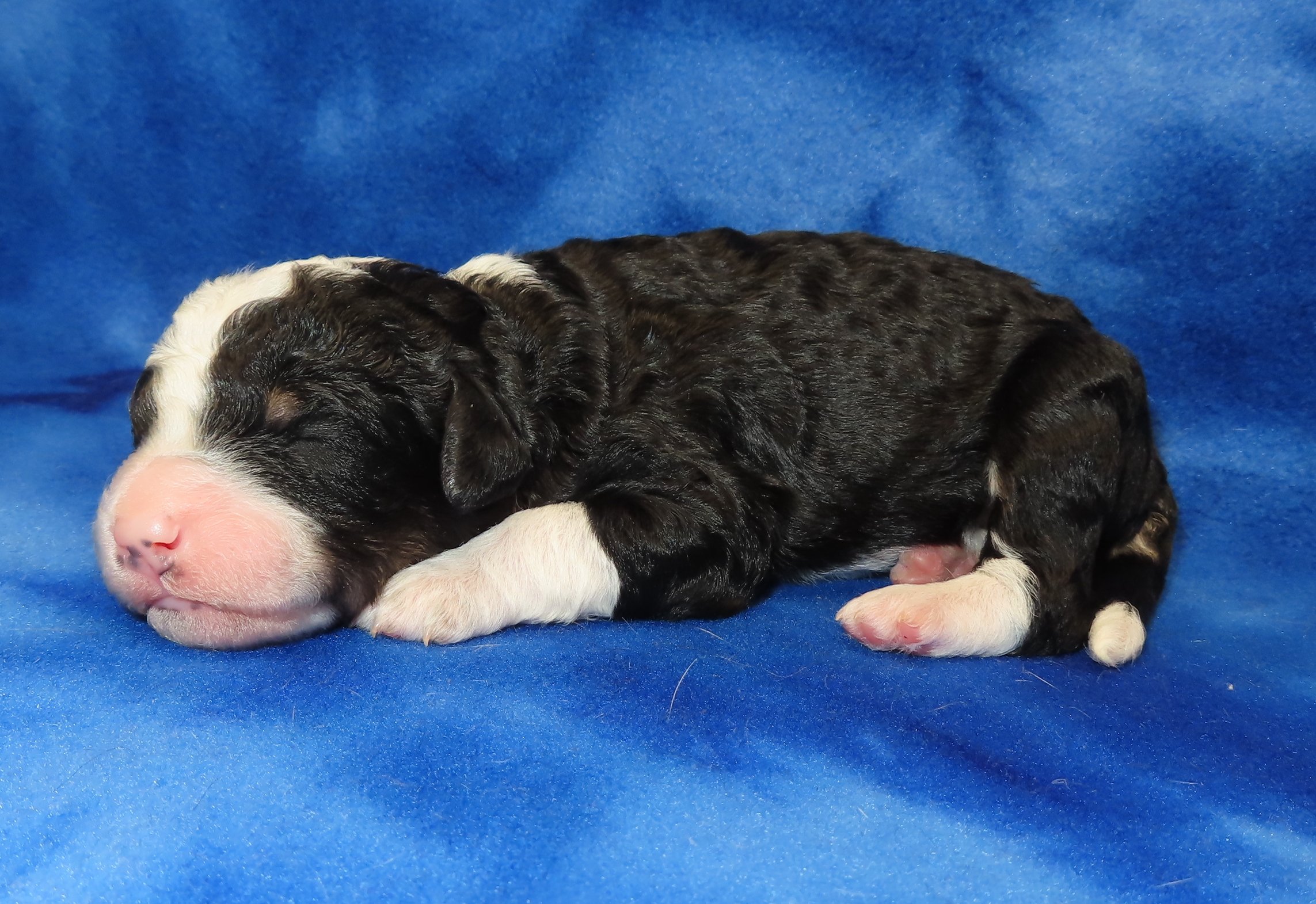 ARROW RED GIRL- BLACK AND WHITE PHANTOM BERNEDOODLE (~28-38 LBS) $2,800