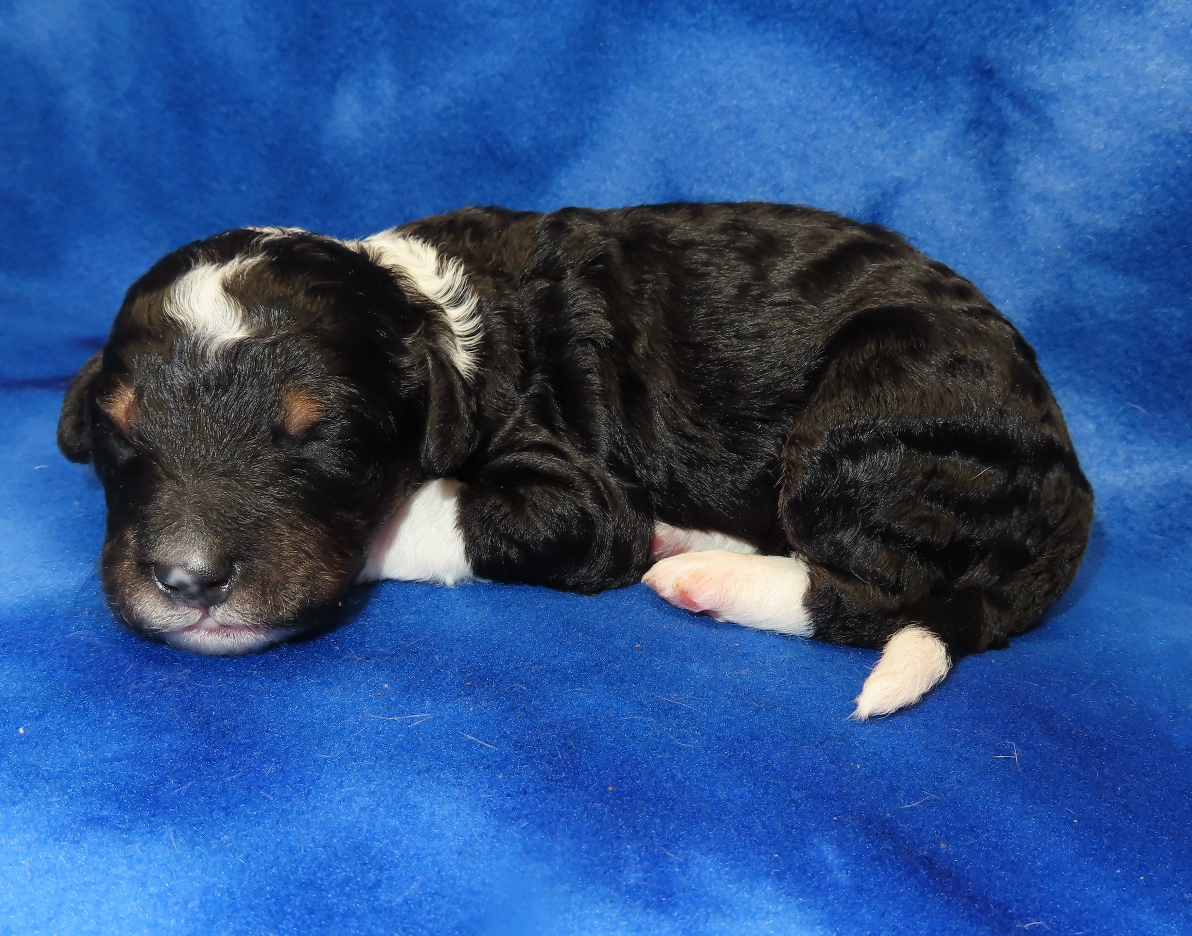 STORM PINK GIRL- TRADITIONAL TRICOLOR BERNEDOODLE (~32-38 LBS) $2,800