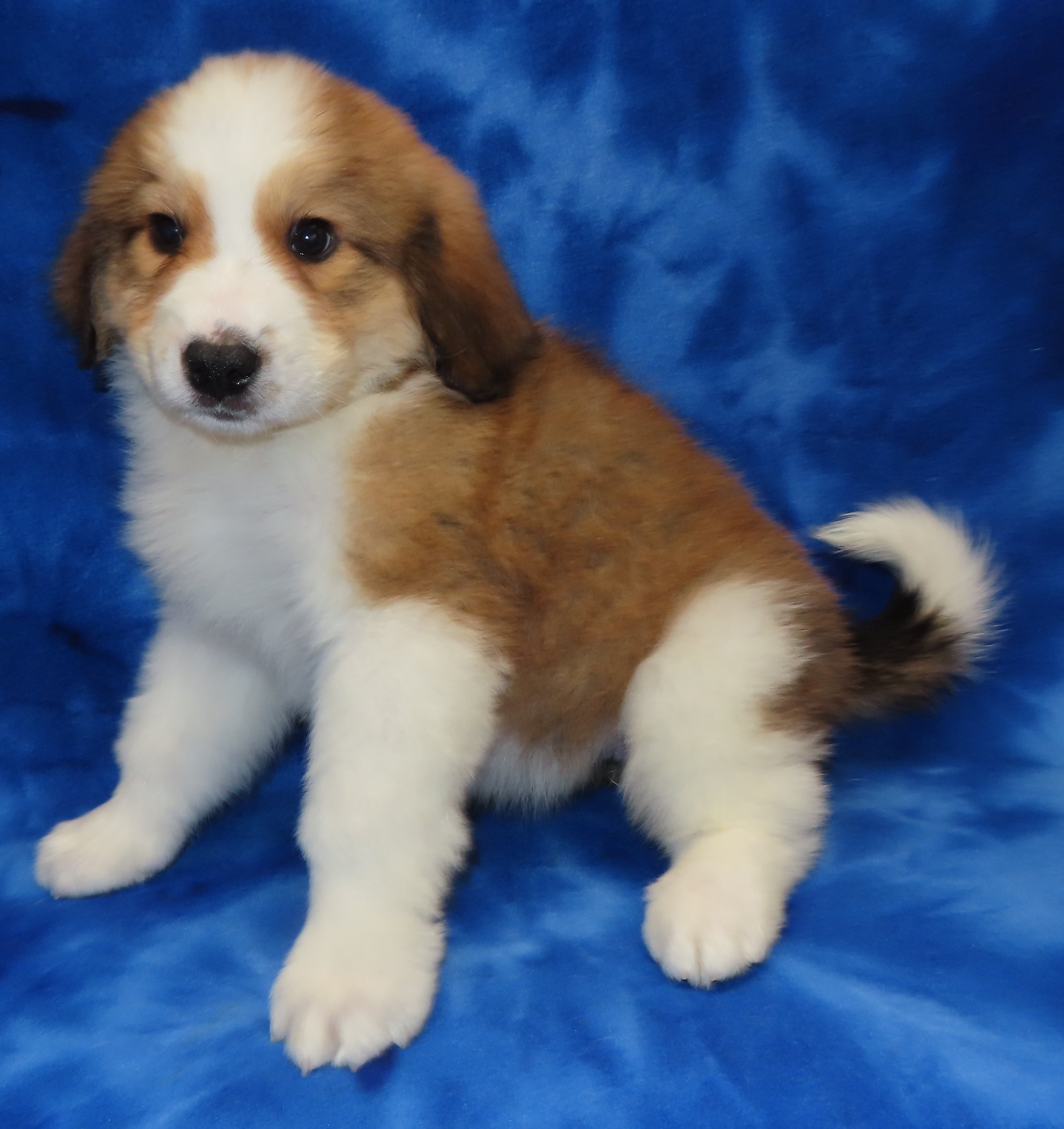 SHASTA TURQUOISE GIRL- $2,500