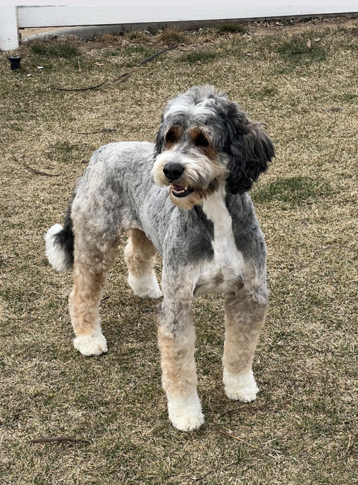 Patsy: F1 Moyen Bernedoodle Sable Tricolor