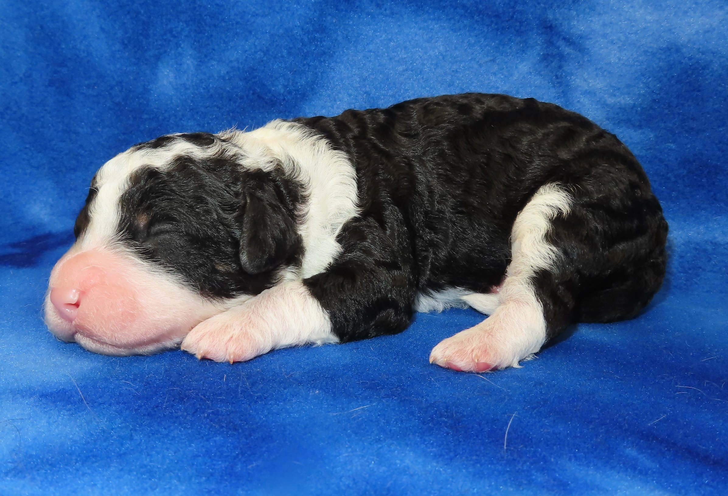 ARROW BLUE BOY- BLACK AND WHITE PHANTOM PARTI BERNEDOODLE (~28-38 LBS) $2,800