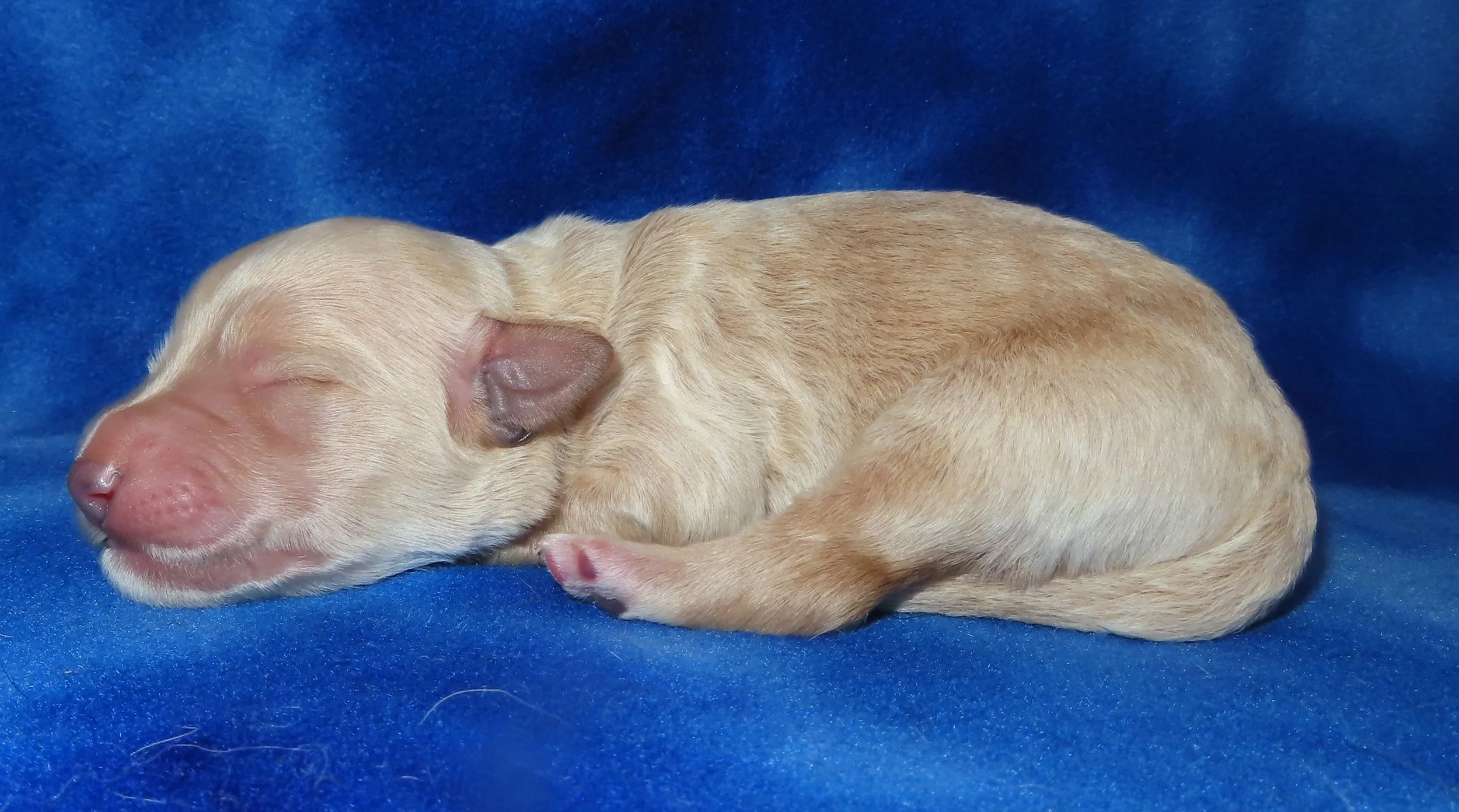 PEPPER BROWN BOY- GOLDEN BUFF MINI BERNEDOODLE- $2,800