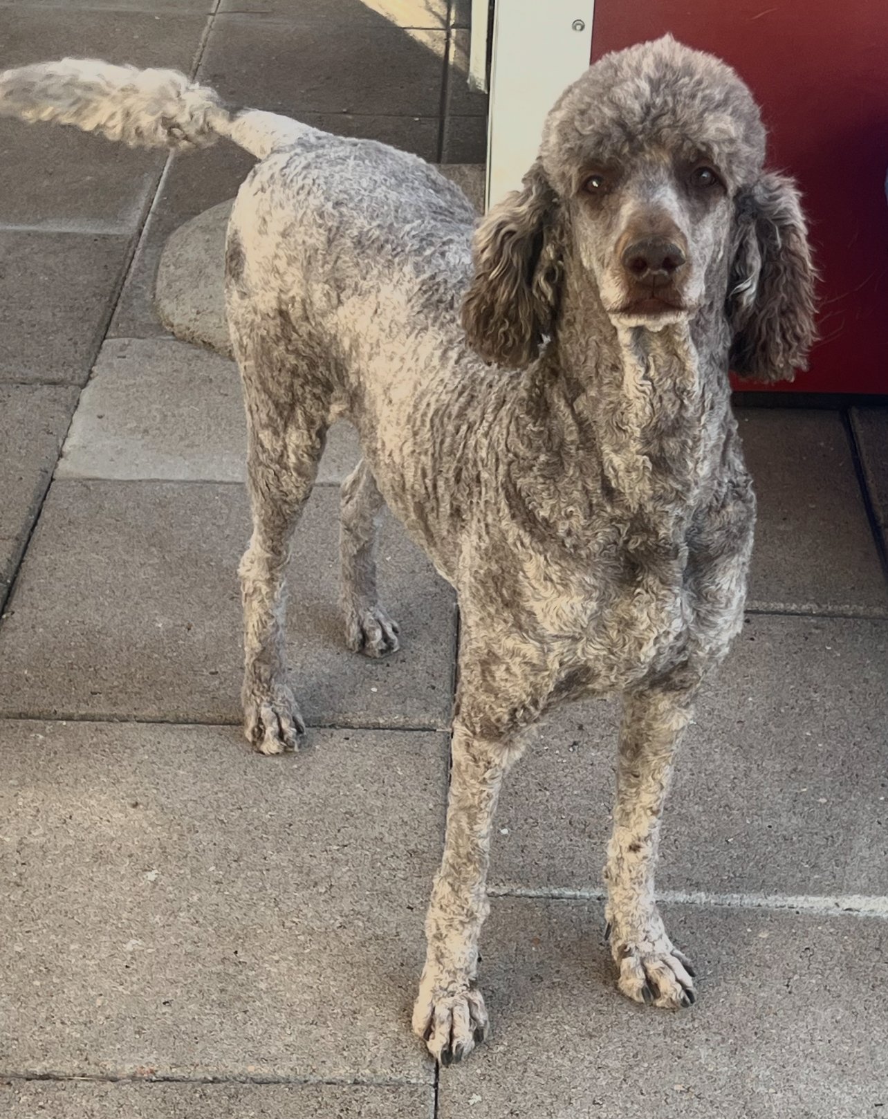MOCHA- SABLE BROWN STANDARD POODLE- DOB 5/12/2021- $600 SPAY AGREEMENT- READY 6/15/2025