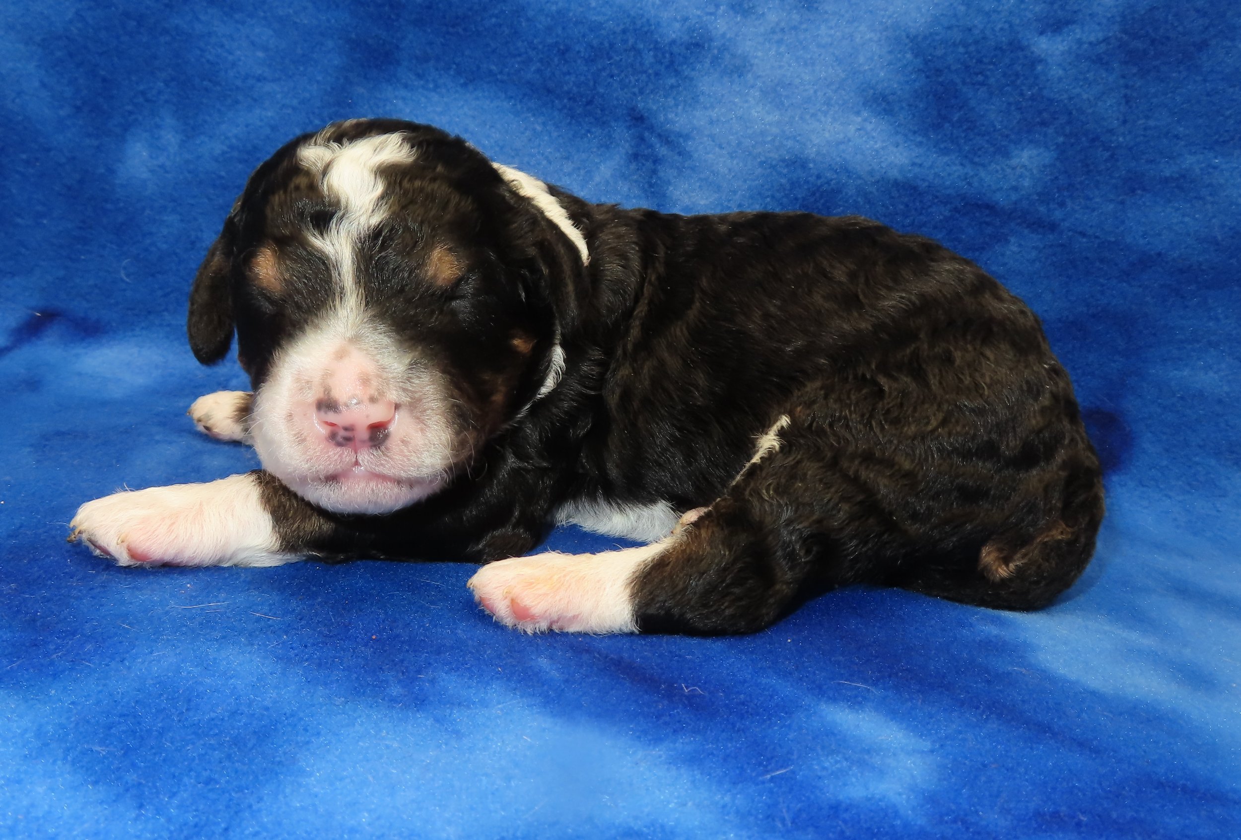 STORM RED BOY- TRADITIONAL TRICOLOR BERNEDOODLE (~32-38 LBS) $2,800