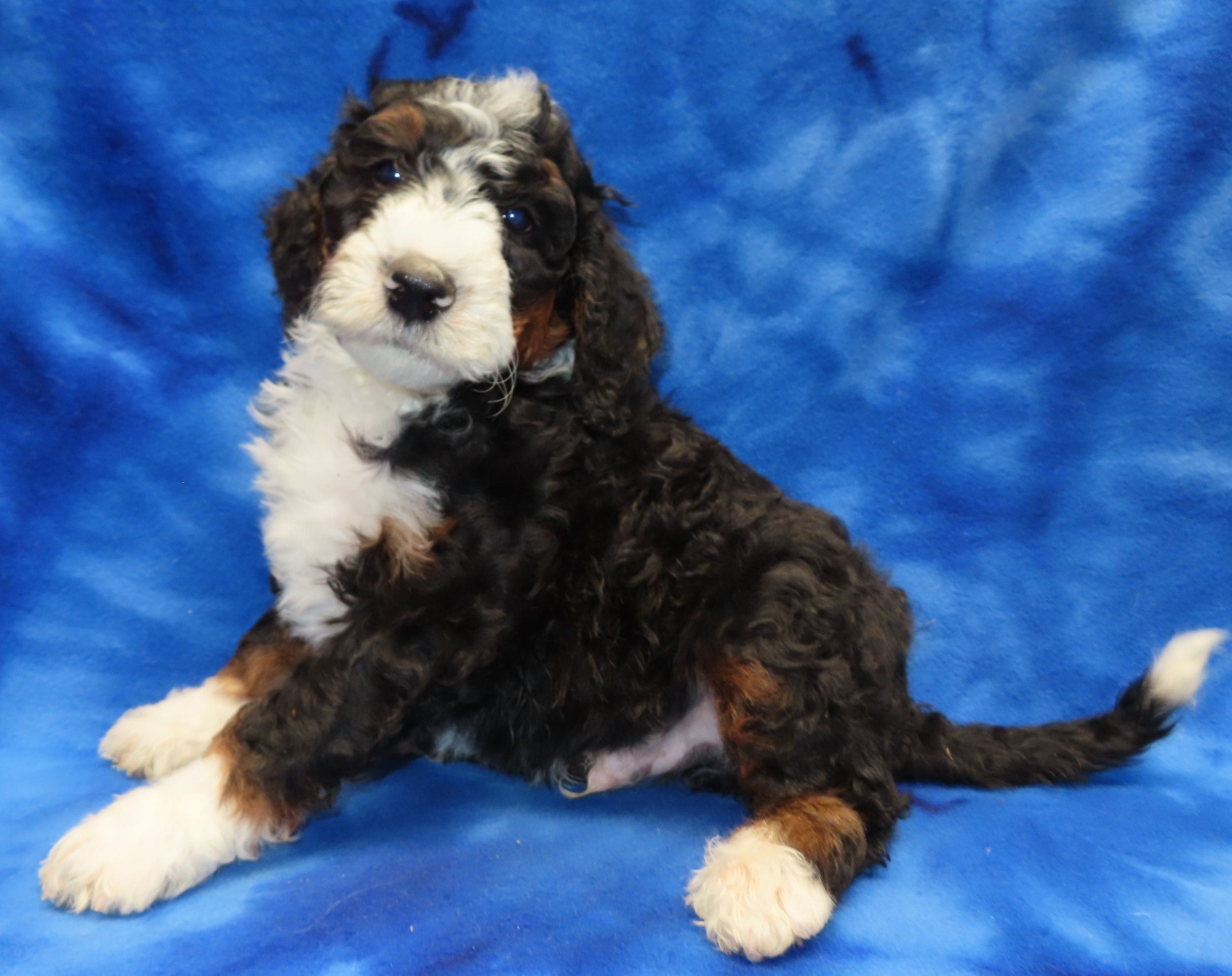 ABBIE GREEN BOY- TRADITIONAL TRICOLOR $2,500