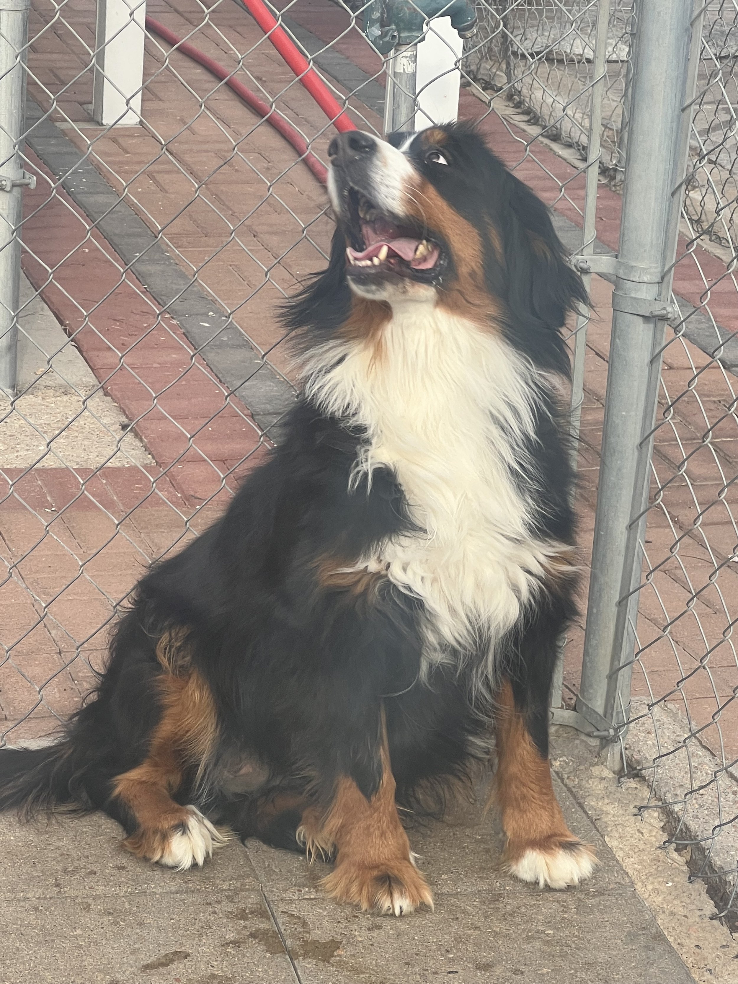 MAVERICK- BERNESE MOUNTAIN DOG- DOB 12/05/2020- $600 SPAY AGREEMENT- READY TO GO
