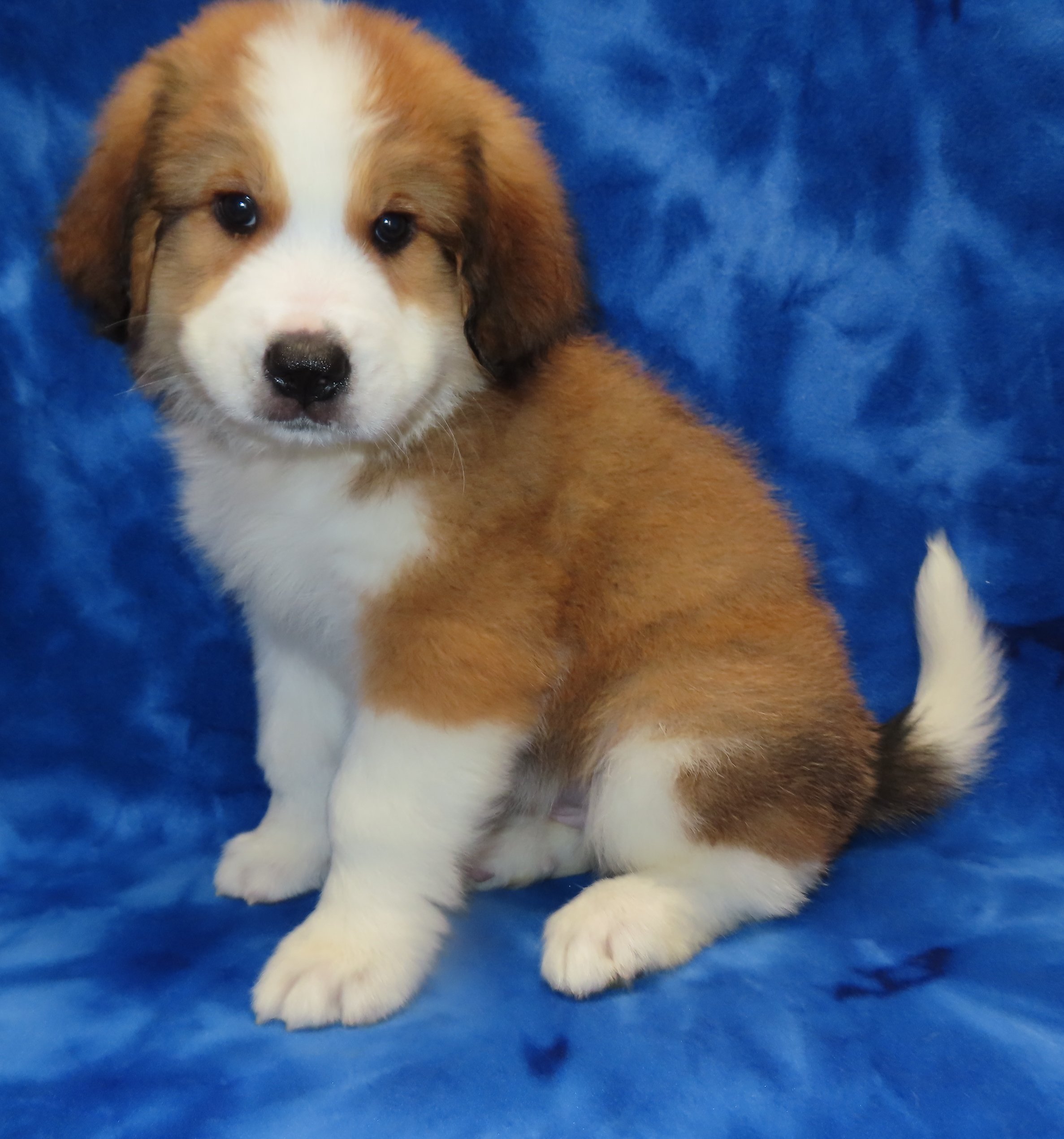 SHASTA BURGUNDY GIRL- $2,500