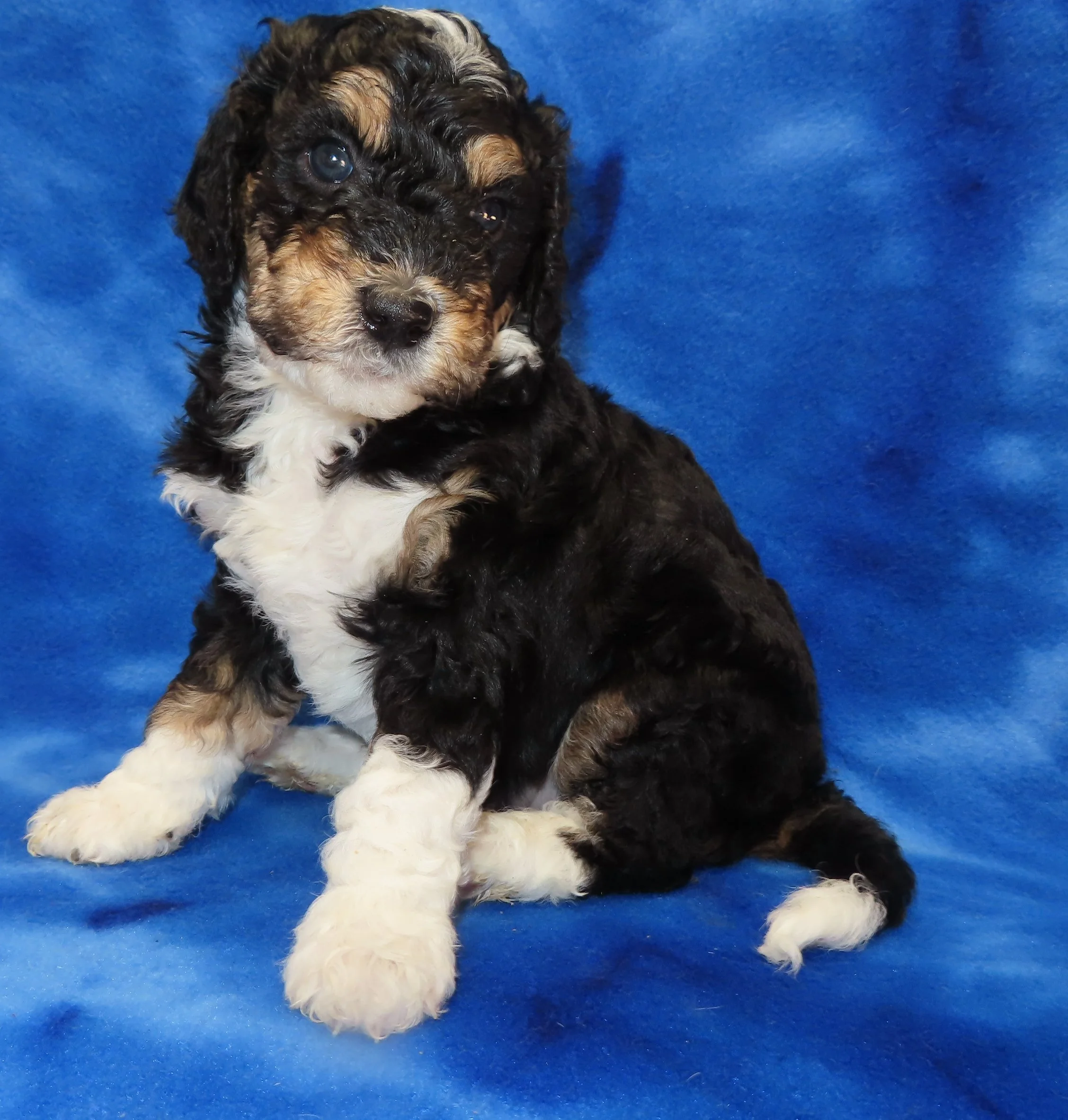 STORM PINK GIRL- TRADITIONAL TRICOLOR BERNEDOODLE (~32-38 LBS) $2,800