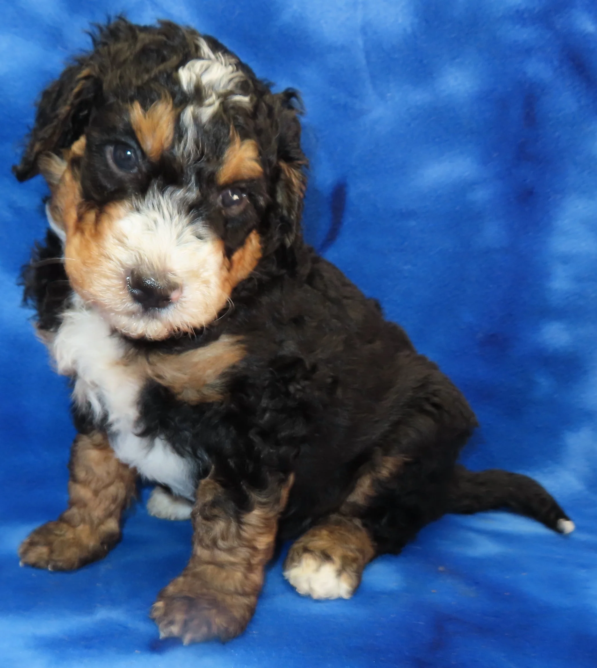STORM ORANGE BOY- TRADITIONAL TRICOLOR BERNEDOODLE (~32-38 LBS) $2,800