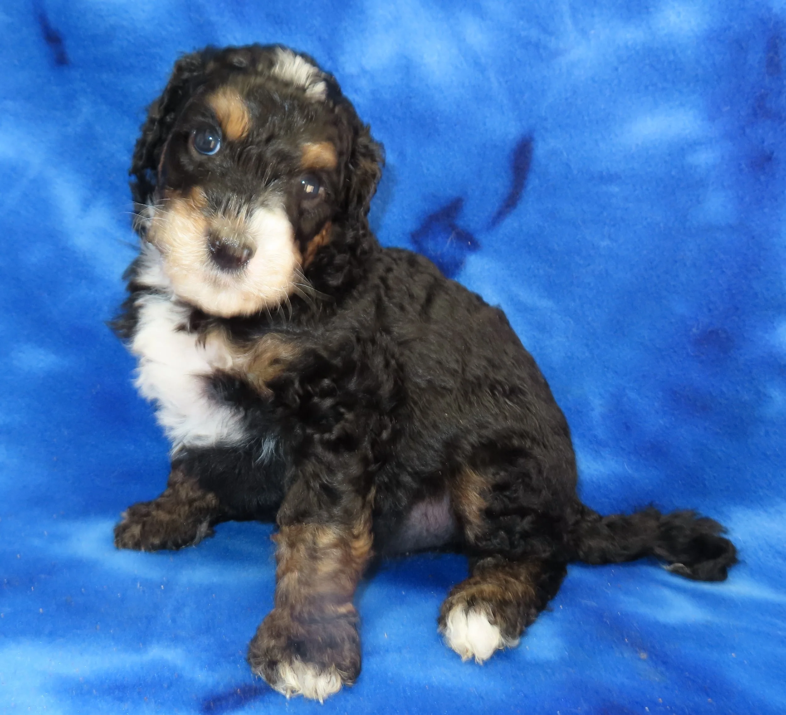 STORM GREEN BOY- TRADITIONAL TRICOLOR BERNEDOODLE (~32-38 LBS) $2,800