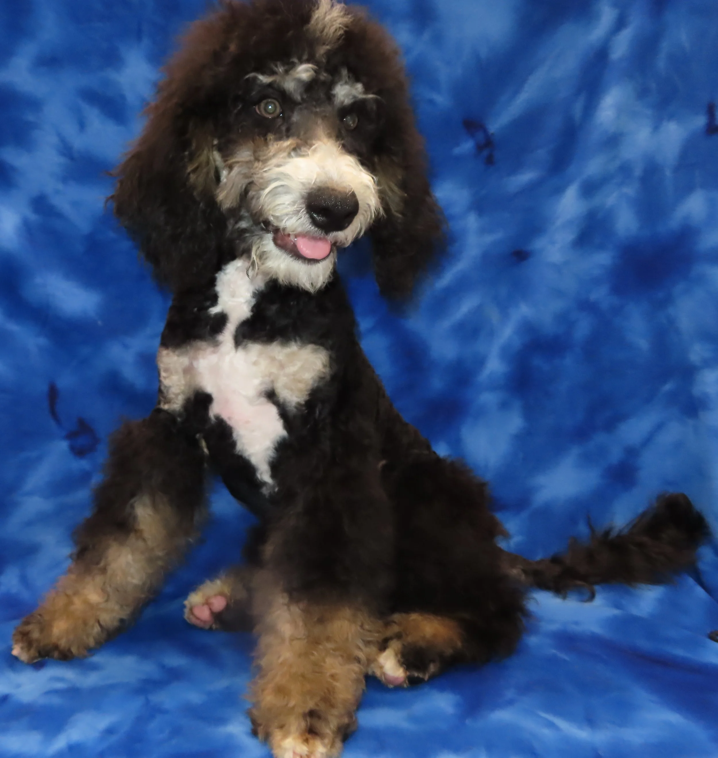 PINK BLUE BOY- TRADITIONAL TRICOLOR MEDIUM TO SMALL STANDARD BERNEDOODLE- $1,500
