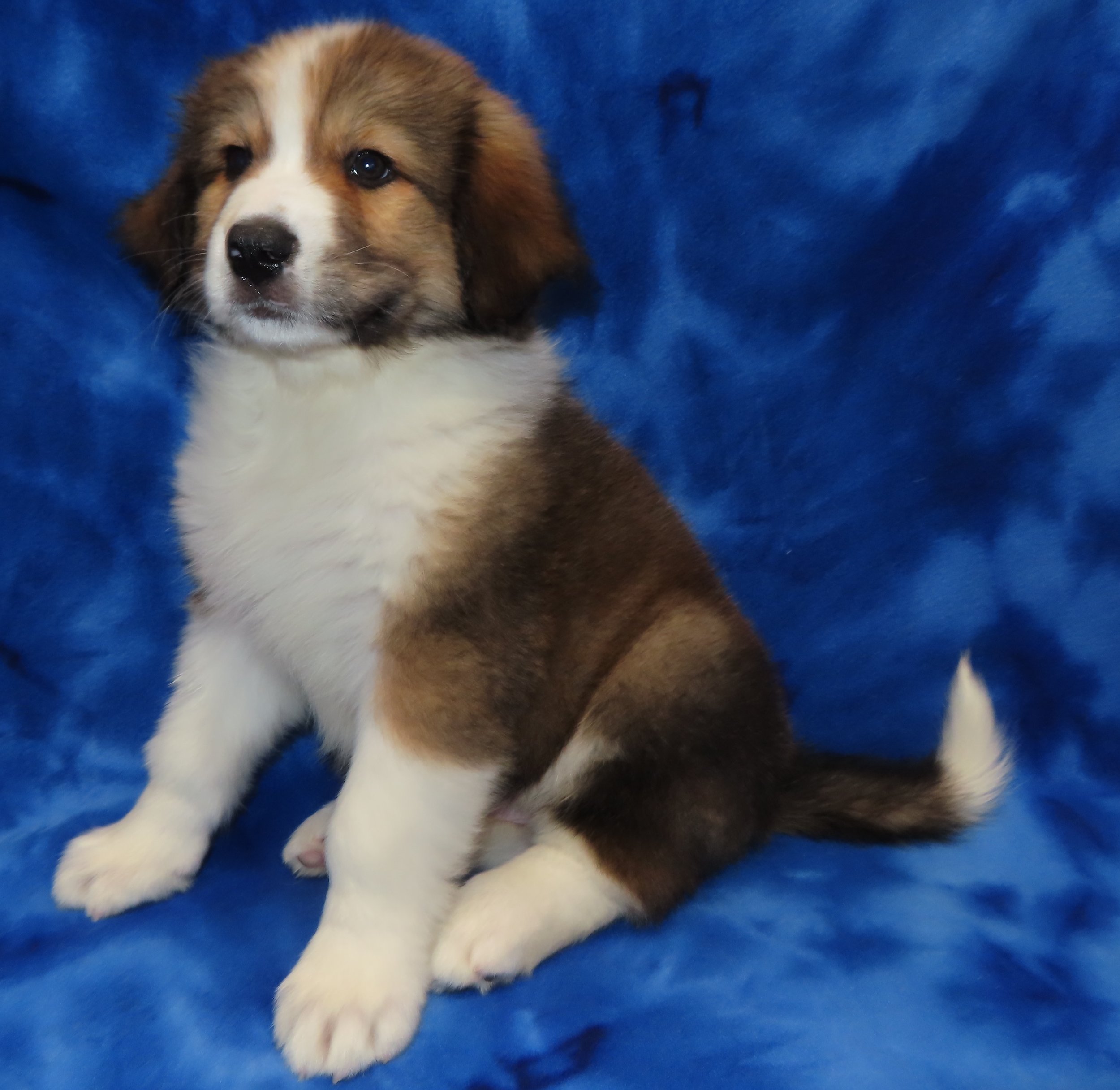 SHASTA PURPLE GIRL- $2,500
