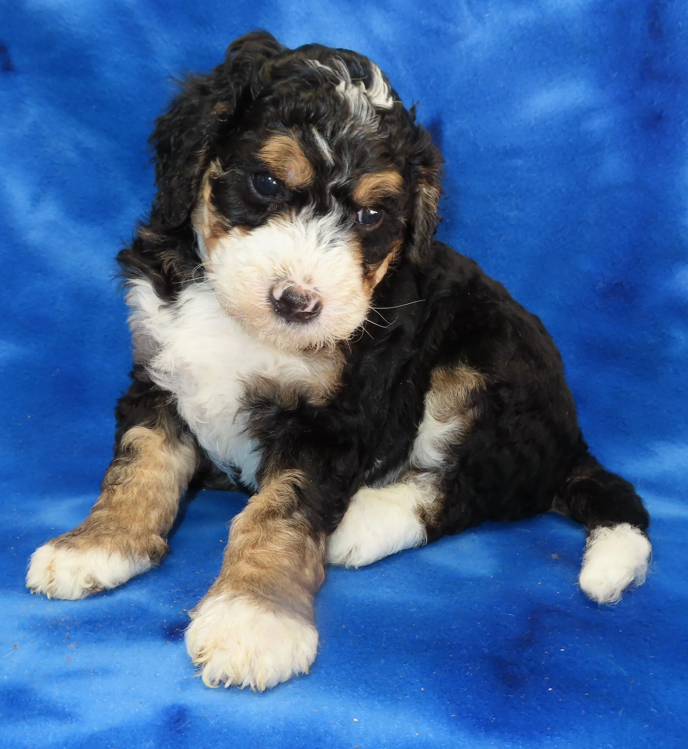 STORM BLUE BOY- TRADITIONAL TRICOLOR BERNEDOODLE (~32-38 LBS) $2,800 (SOLD)