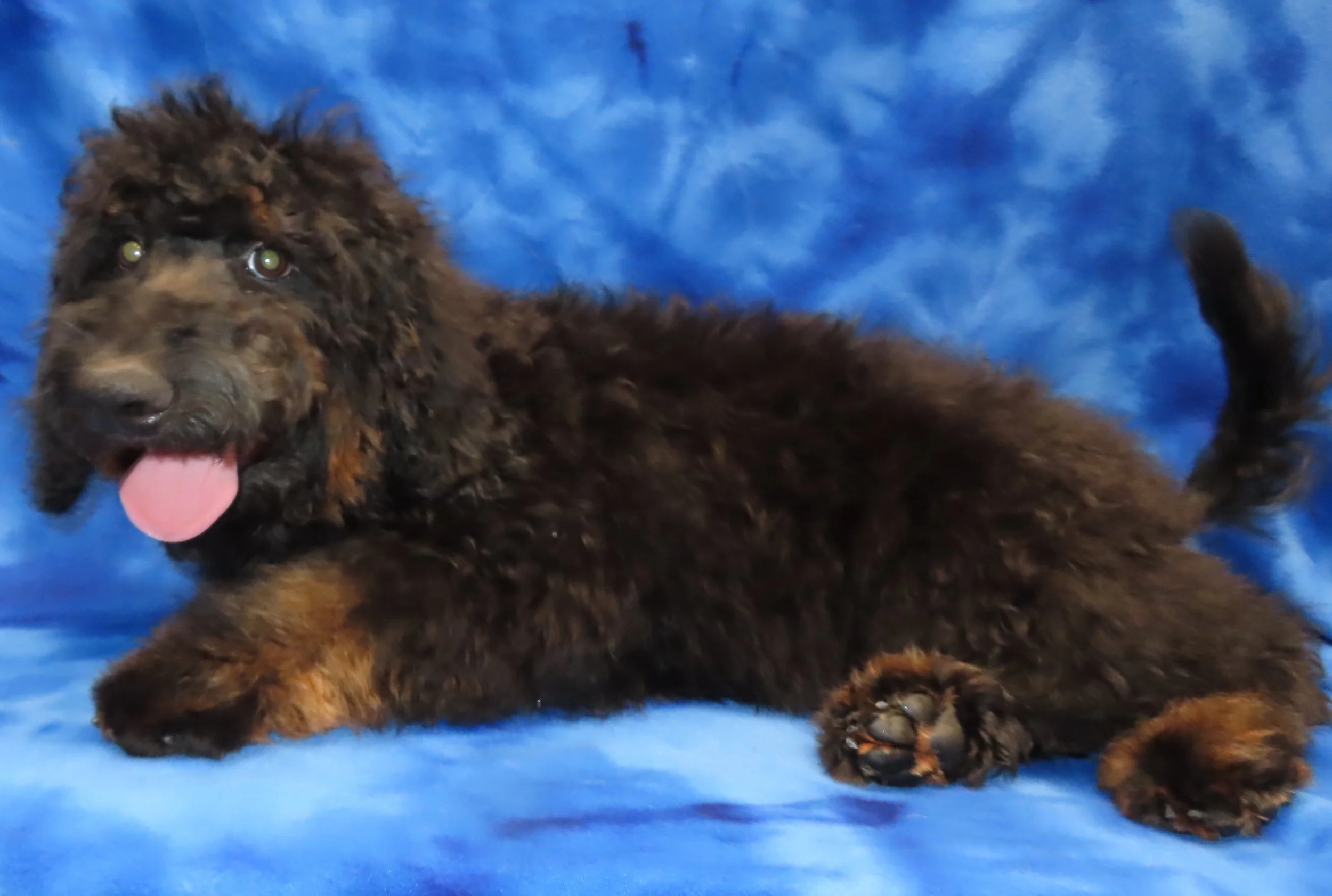 MOCHA YELLOW GIRL- BLACK & TAN BERNEDOODLE $1,200