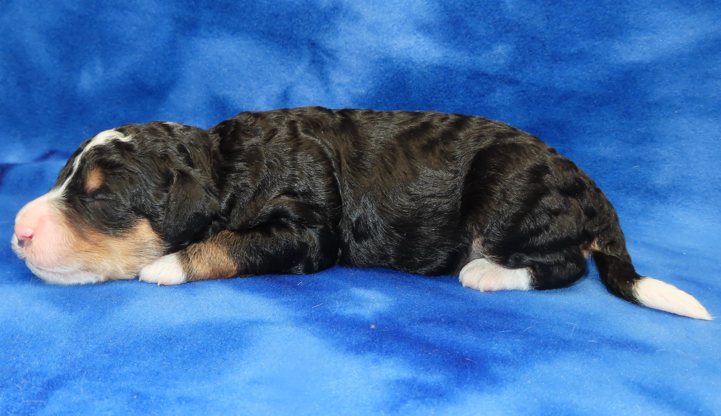 STORM BLUE BOY- TRADITIONAL TRICOLOR BERNEDOODLE (~32-38 LBS) $2,800