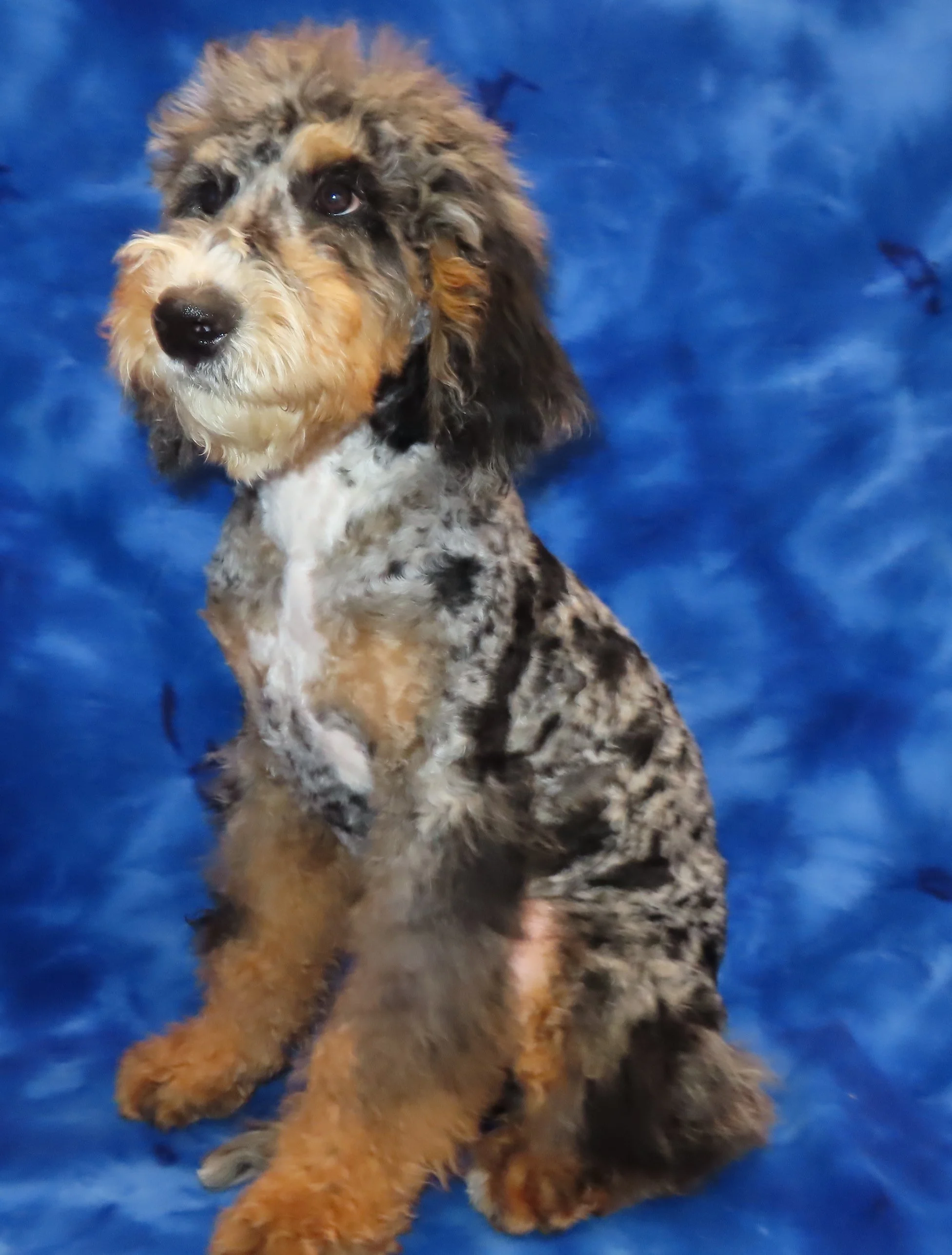 LULU TAN BOY- BLUE MERLE TRICOLOR MEDIUM SIZE BERNEDOODLE $1,500