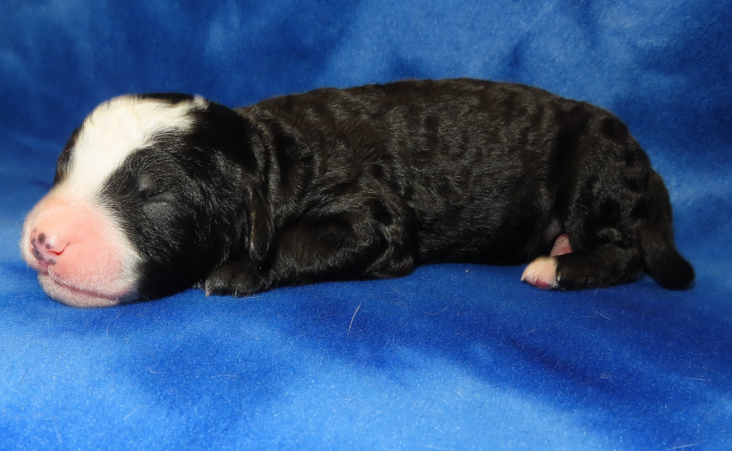 ARROW BROWN BOY- BLACK AND WHITE PHANTOM BERNEDOODLE (~28-38 LBS) $2,800