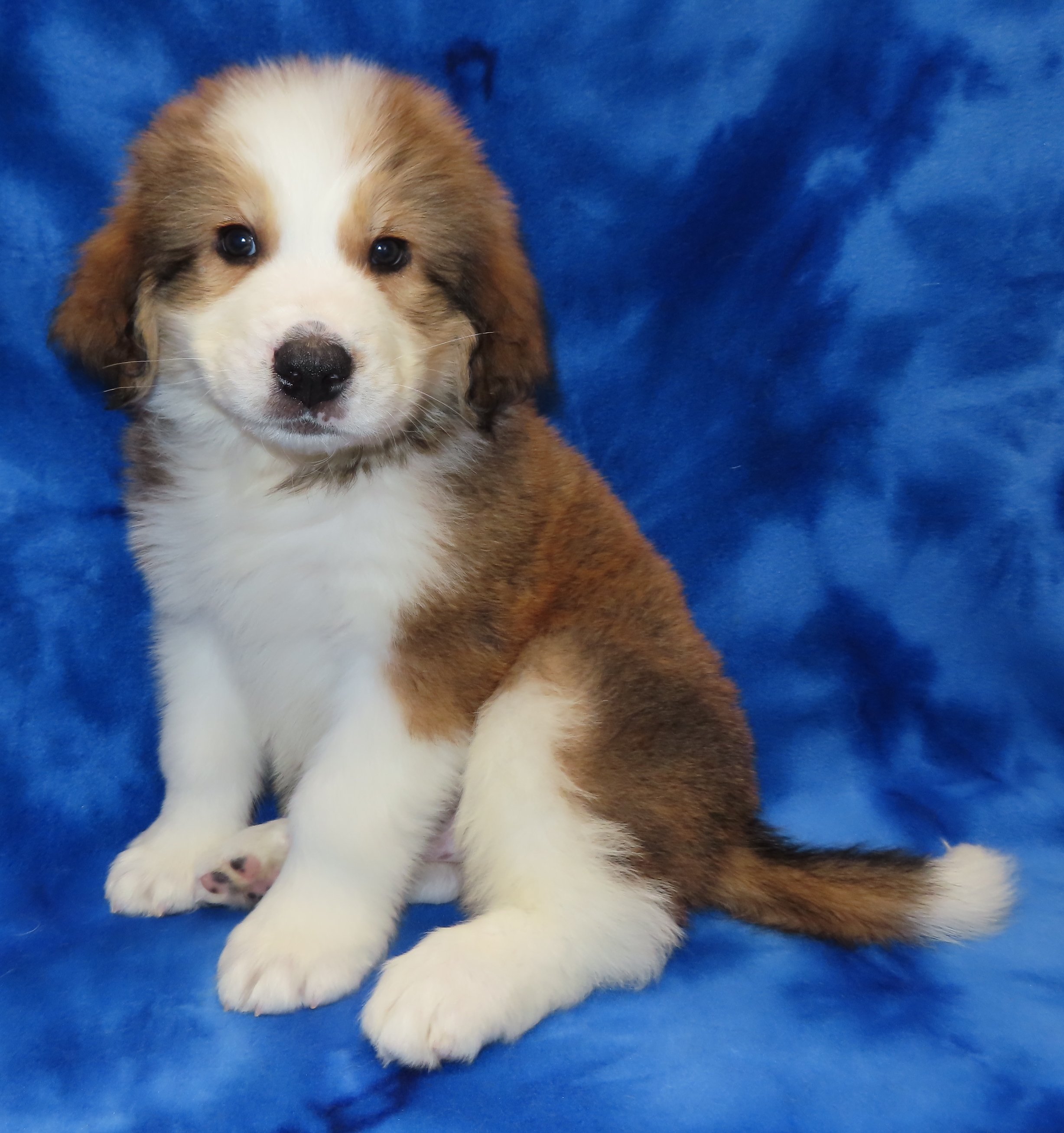 SHASTA YELLOW BOY- $2,500