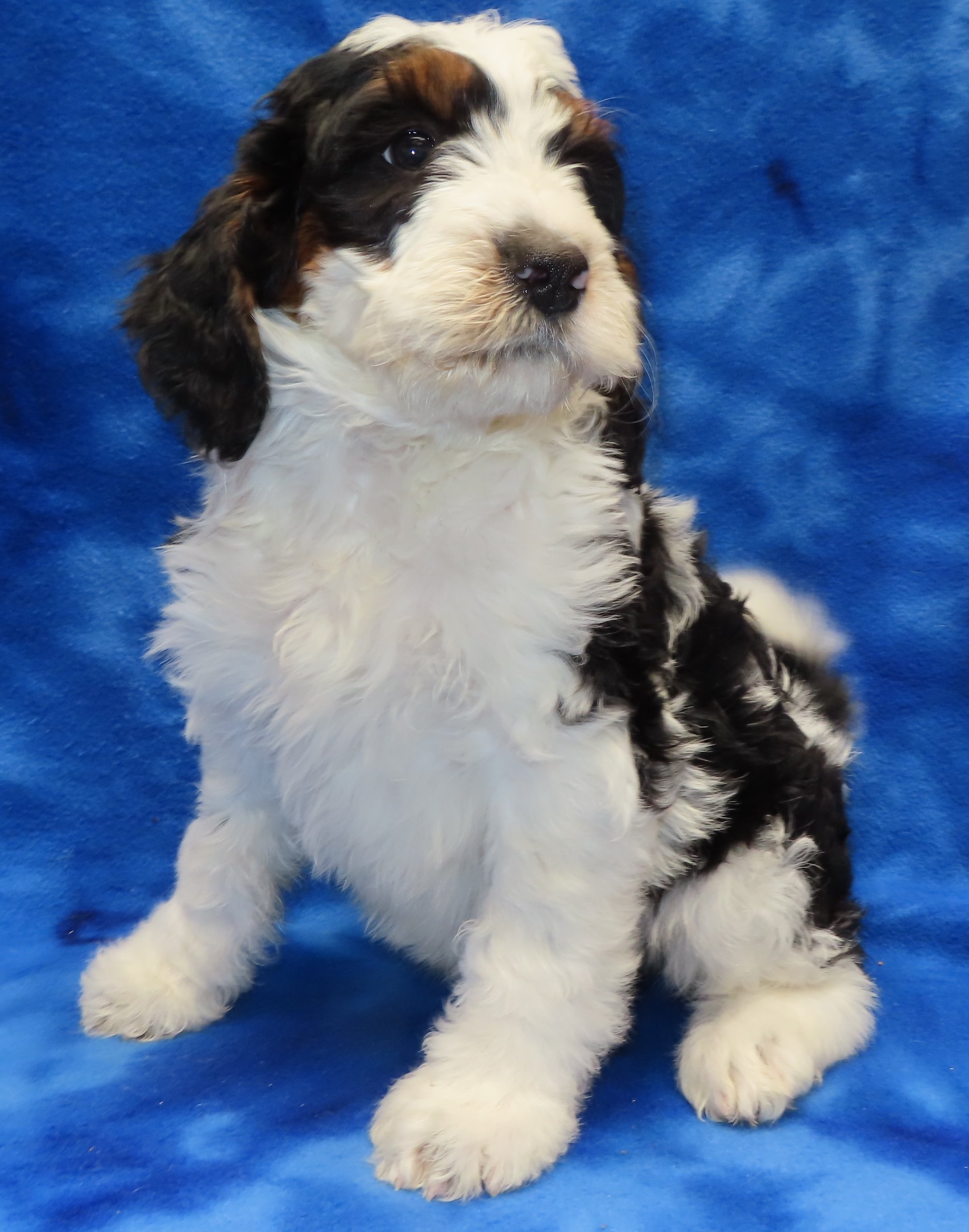 ABBIE RED BOY- TRADITIONAL TRICOLOR PARTI $2,500