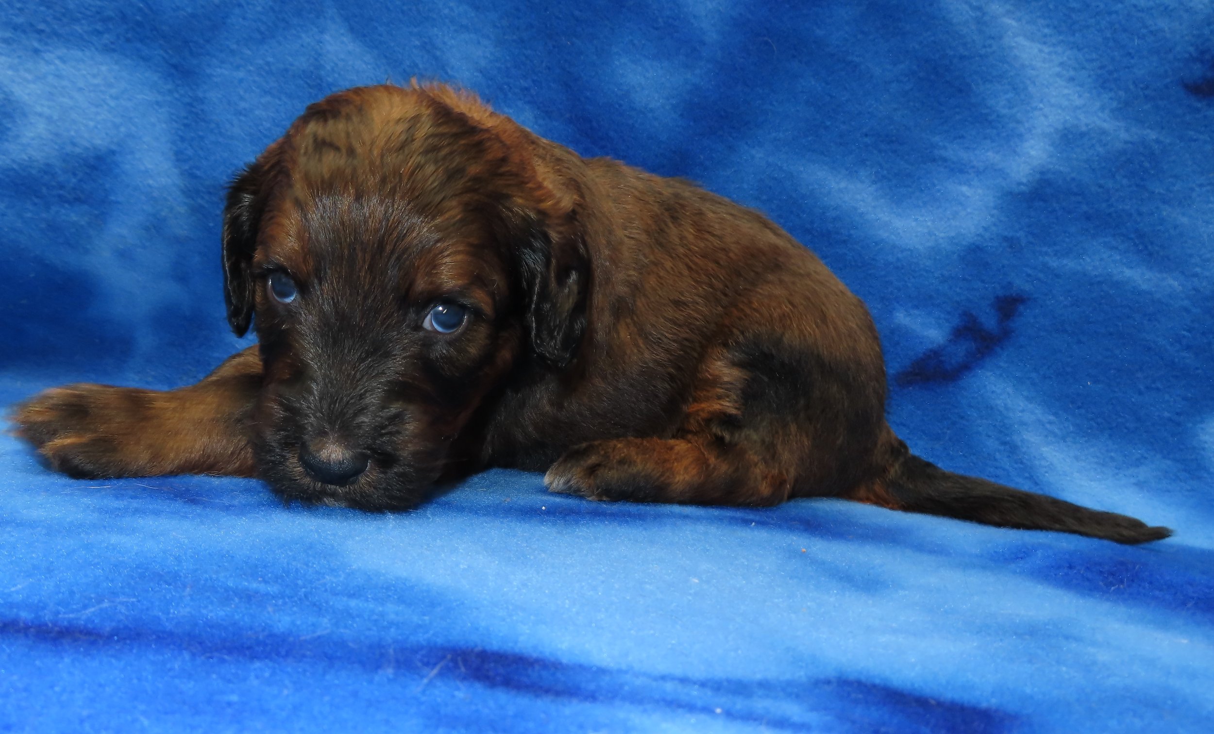 LOTTIE PINK GIRL- DARK PHANTOM SABLE SMALL STANDARD (50-60 LBS) $2,500