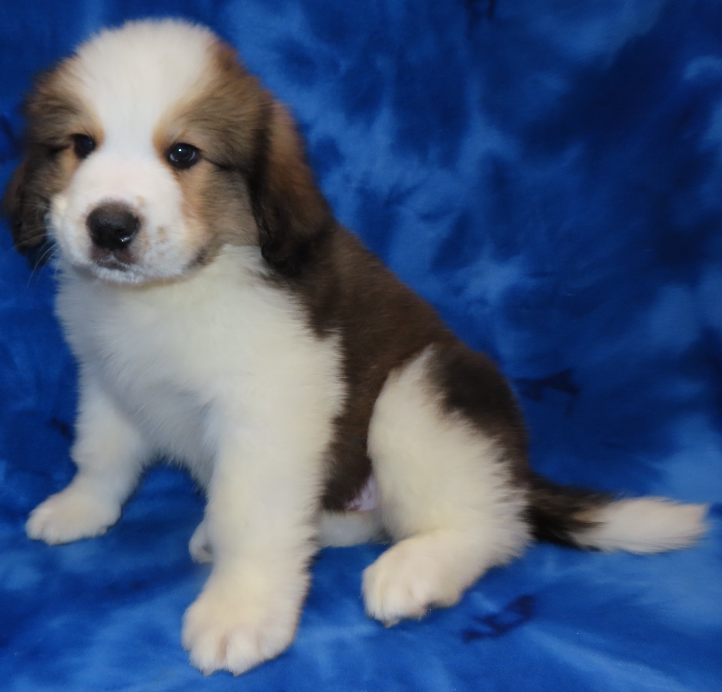 SHASTA TAN BOY- $2,500