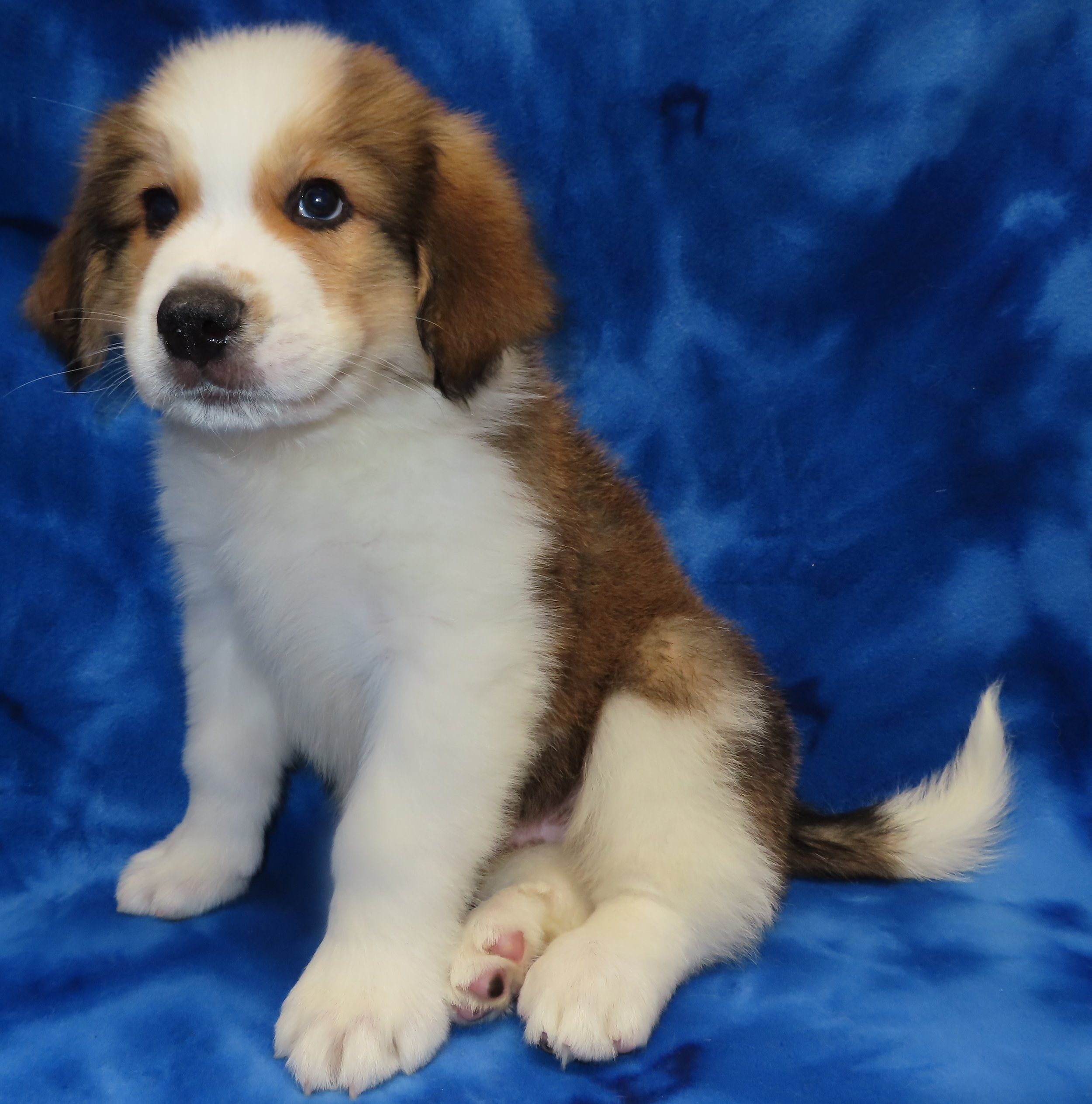 SHASTA BLACK BOY- $2,500