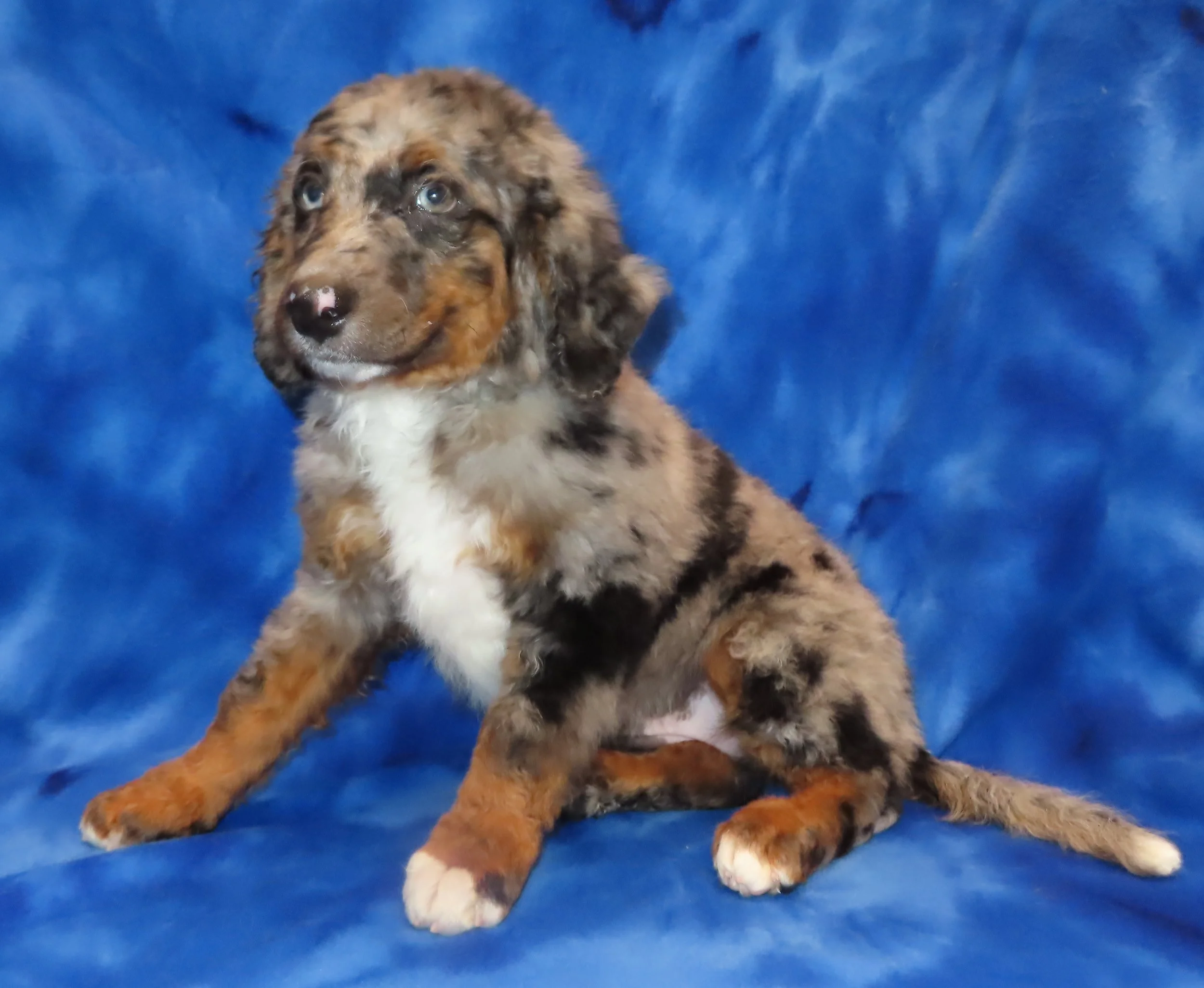 PINK LIGHT PINK GIRL- BLUE MERLE TRICOLOR MEDIUM TO SMALL STANDARD BERNEDOODLE- $2,500