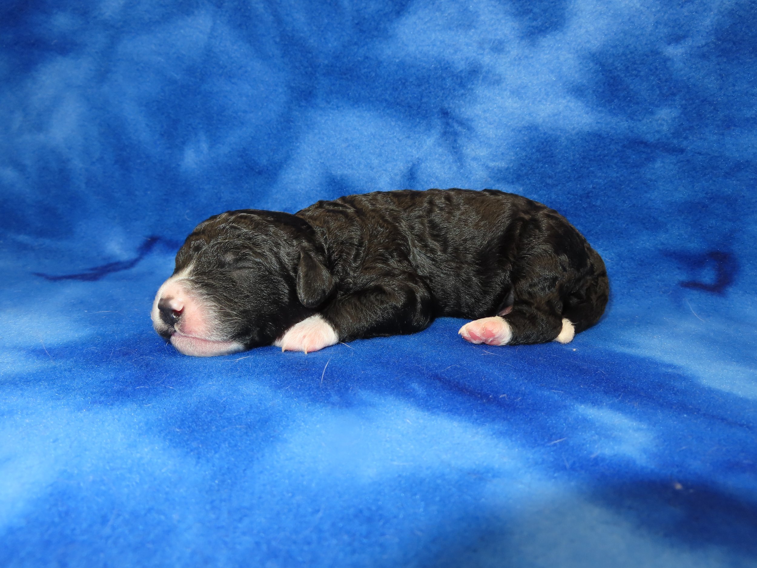 ARROW PINK GIRL- BLACK AND WHITE PHANTOM BERNEDOODLE (~28-38 LBS) $2,800