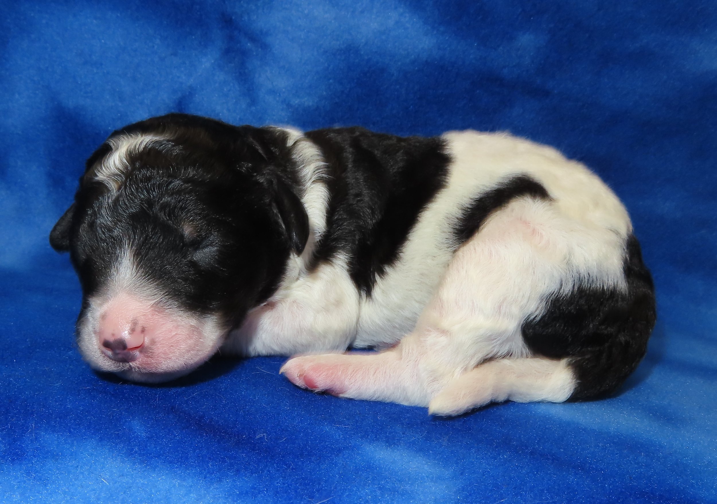 ARROW GREEN BOY- BLACK AND WHITE PHANTOM PARTI BERNEDOODLE (~28-38 LBS) $2,800