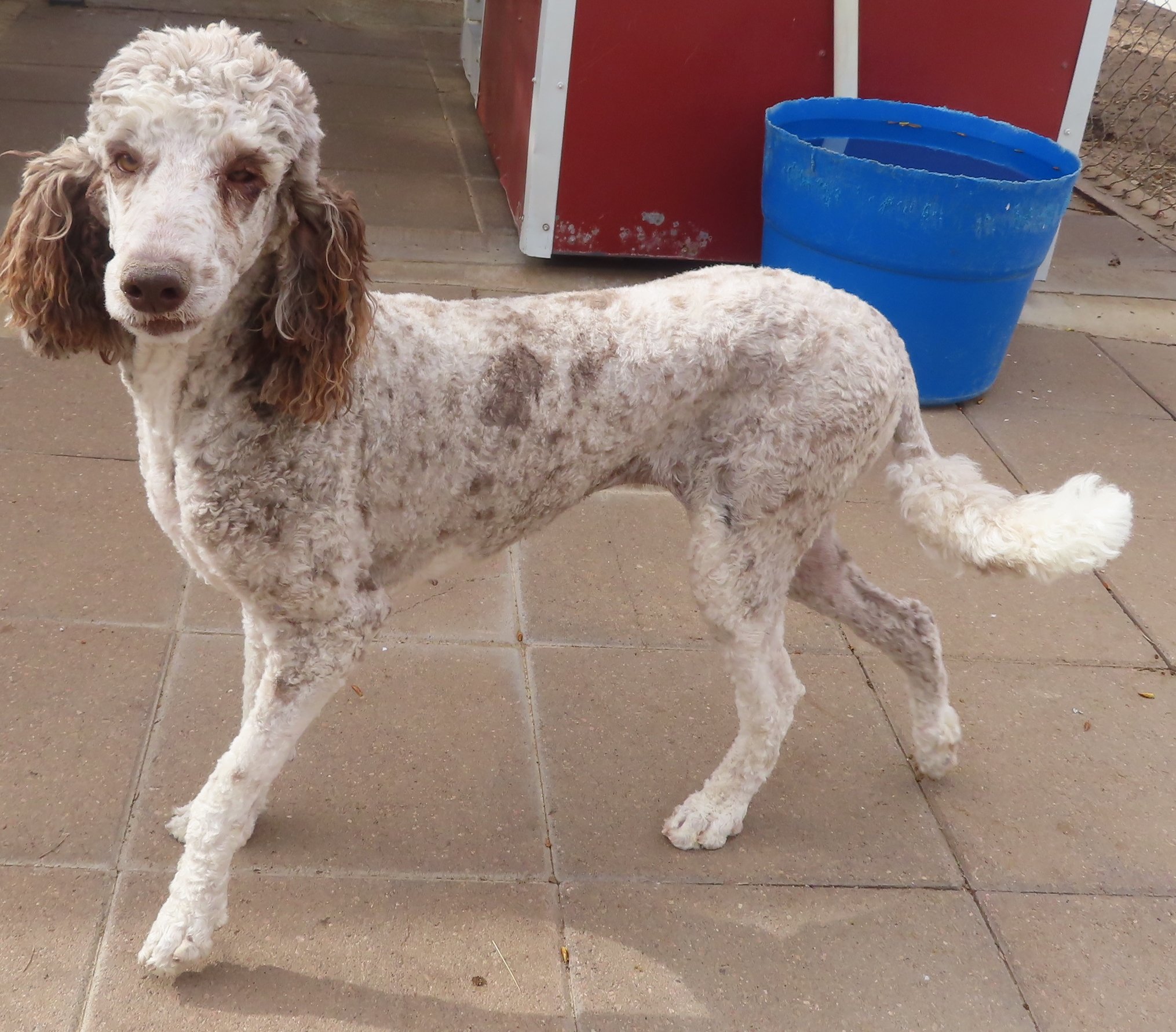 Foxxy- Chocolate Sable Merle Poodle