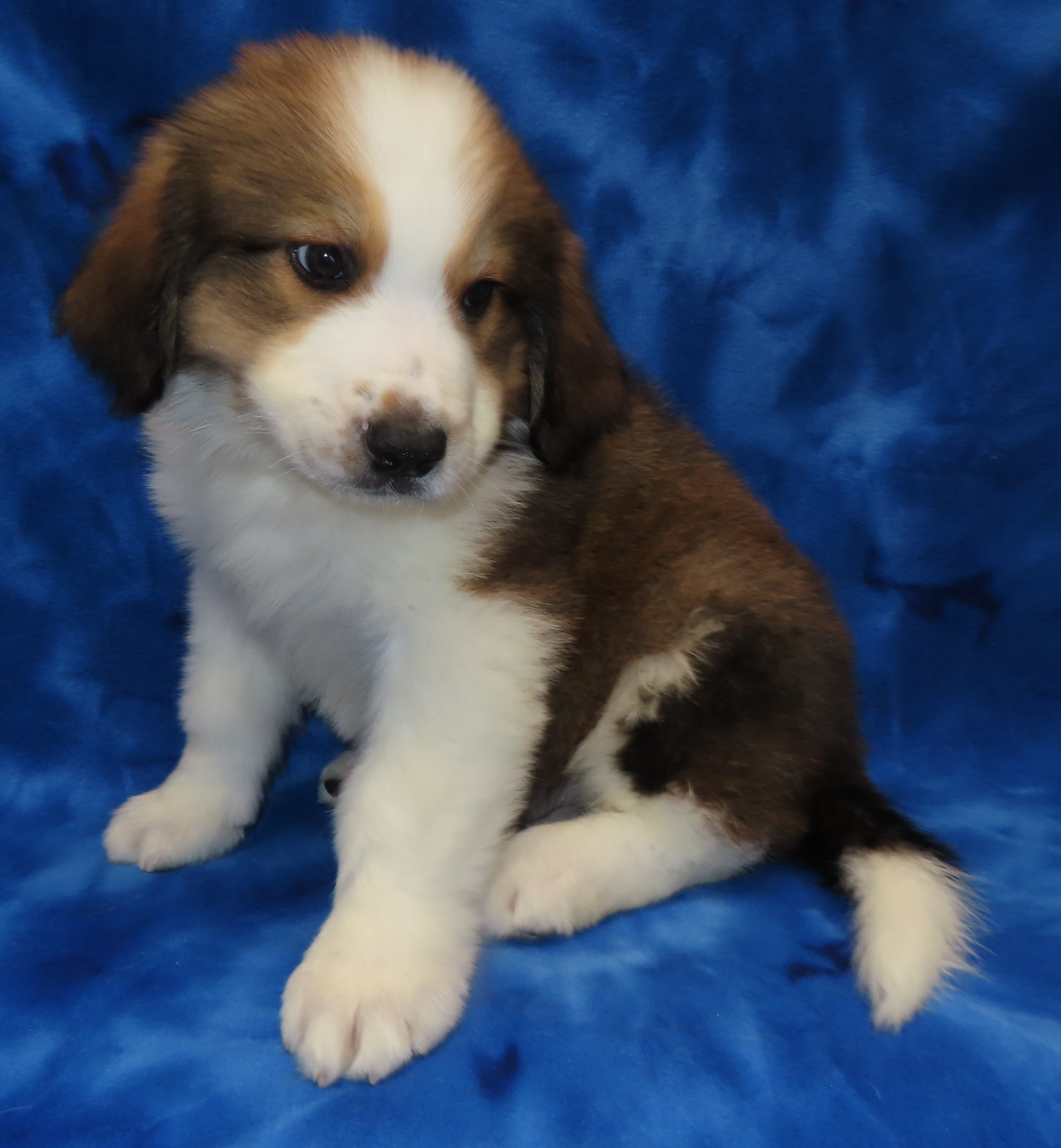 SHASTA GREEN BOY- $2,500