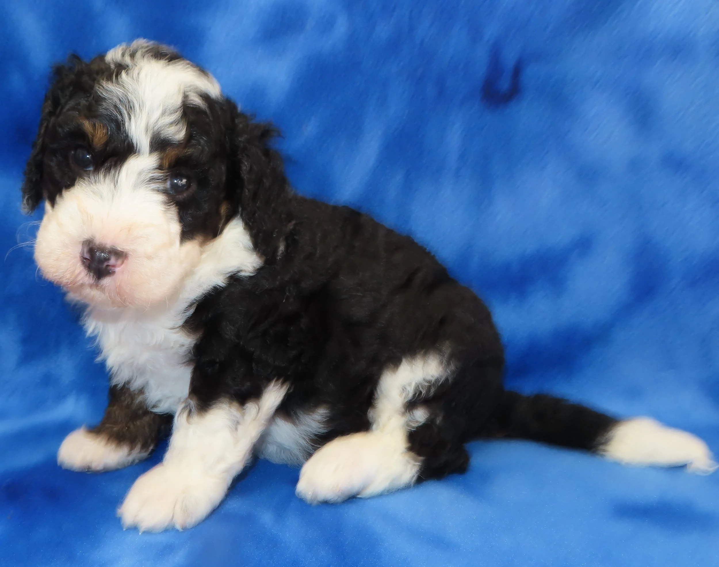ARROW BLUE BOY- BLACK AND WHITE PHANTOM PARTI BERNEDOODLE (~28-38 LBS) $2,800