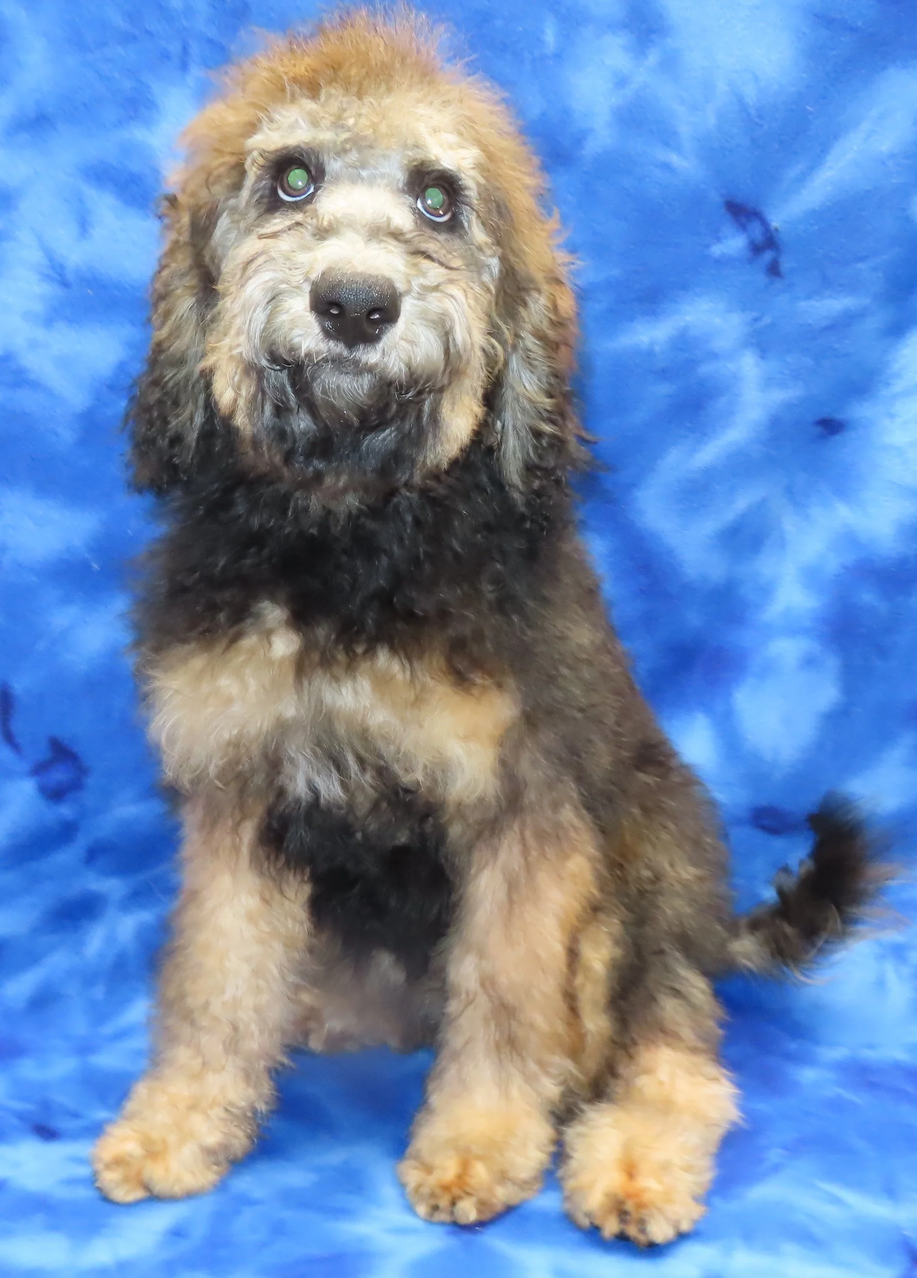 MOCHA ORANGE GIRL- PHANTOM SABLE BERNEDOODLE $1,200