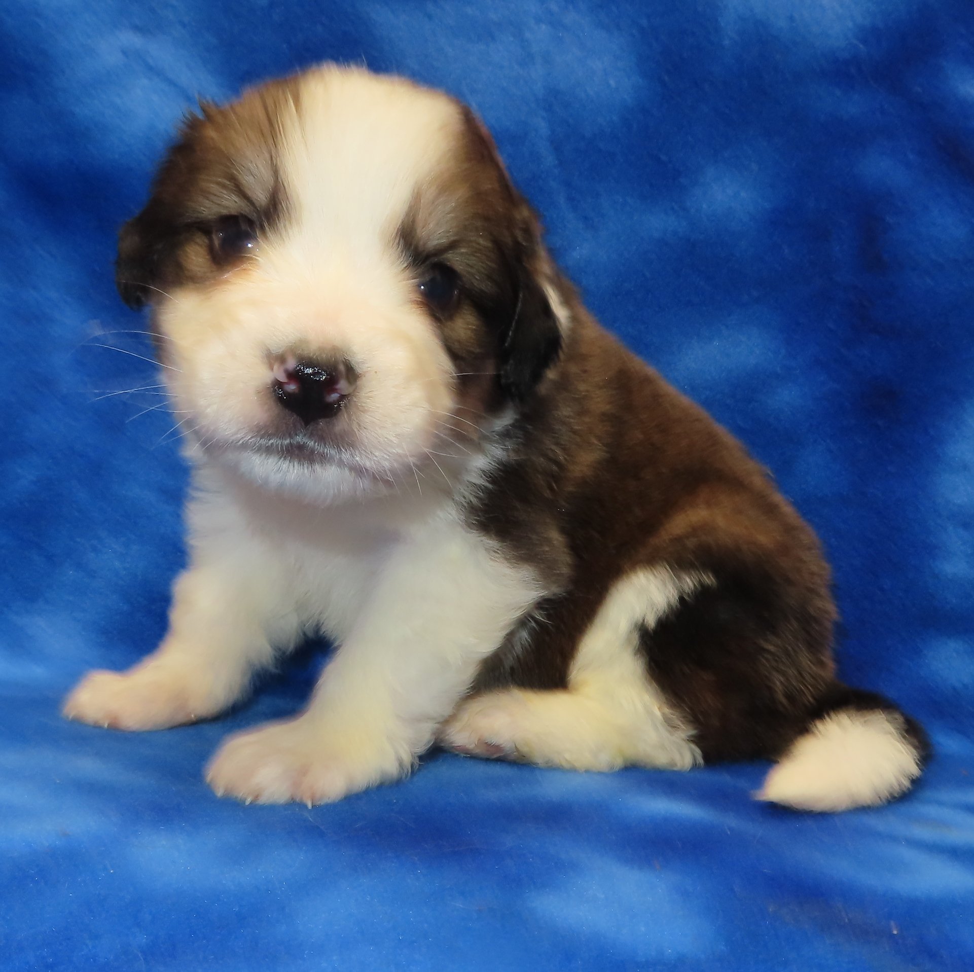 SHASTA YELLOW GIRL- $2,800