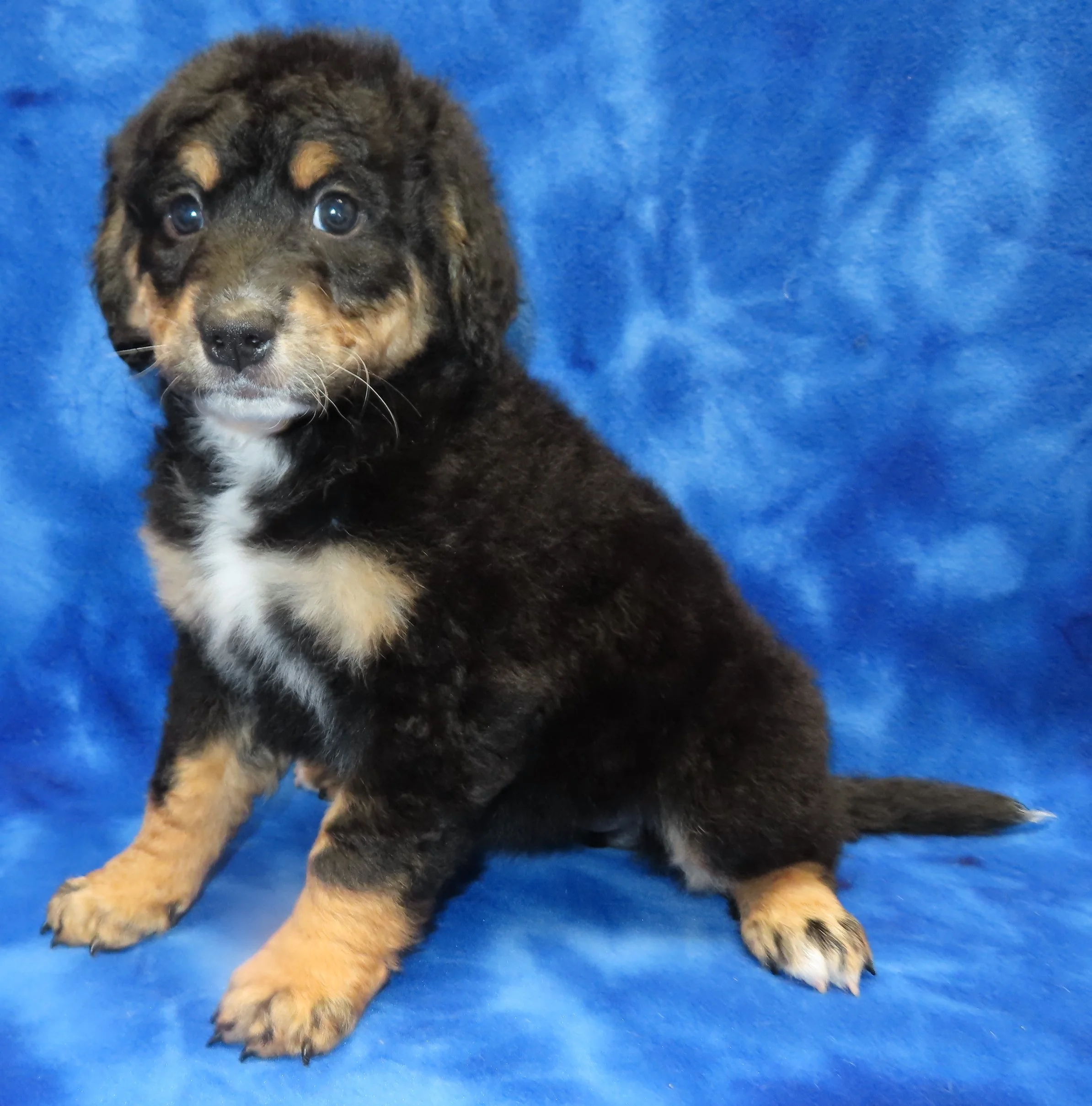 LULU PINK GIRL- TRADITIONAL TRICOLOR MEDIUM SIZE BERNEDOODLE- UNFURNISHED MAY SHED $700