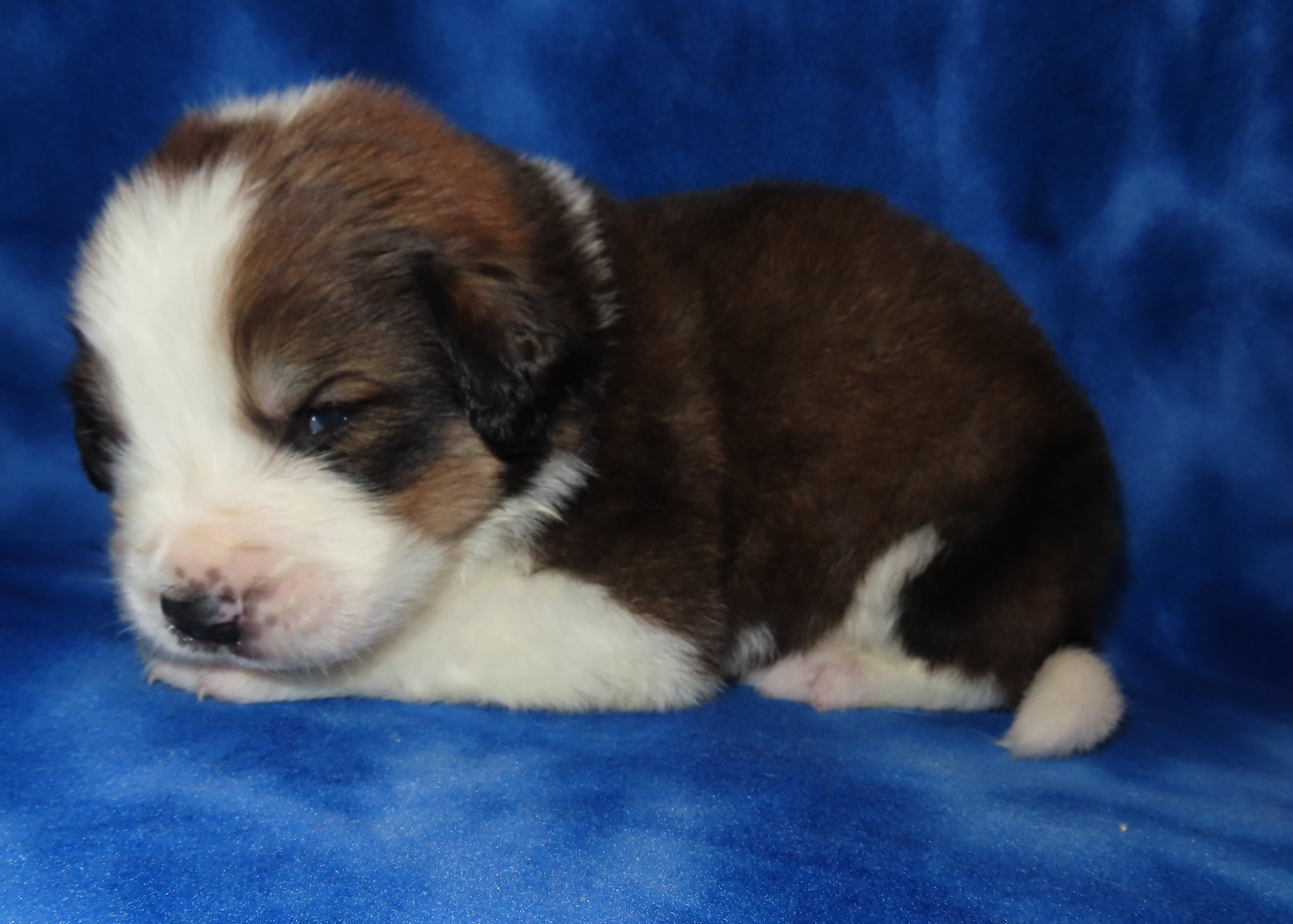 SHASTA TAN BOY- OLDER PIC