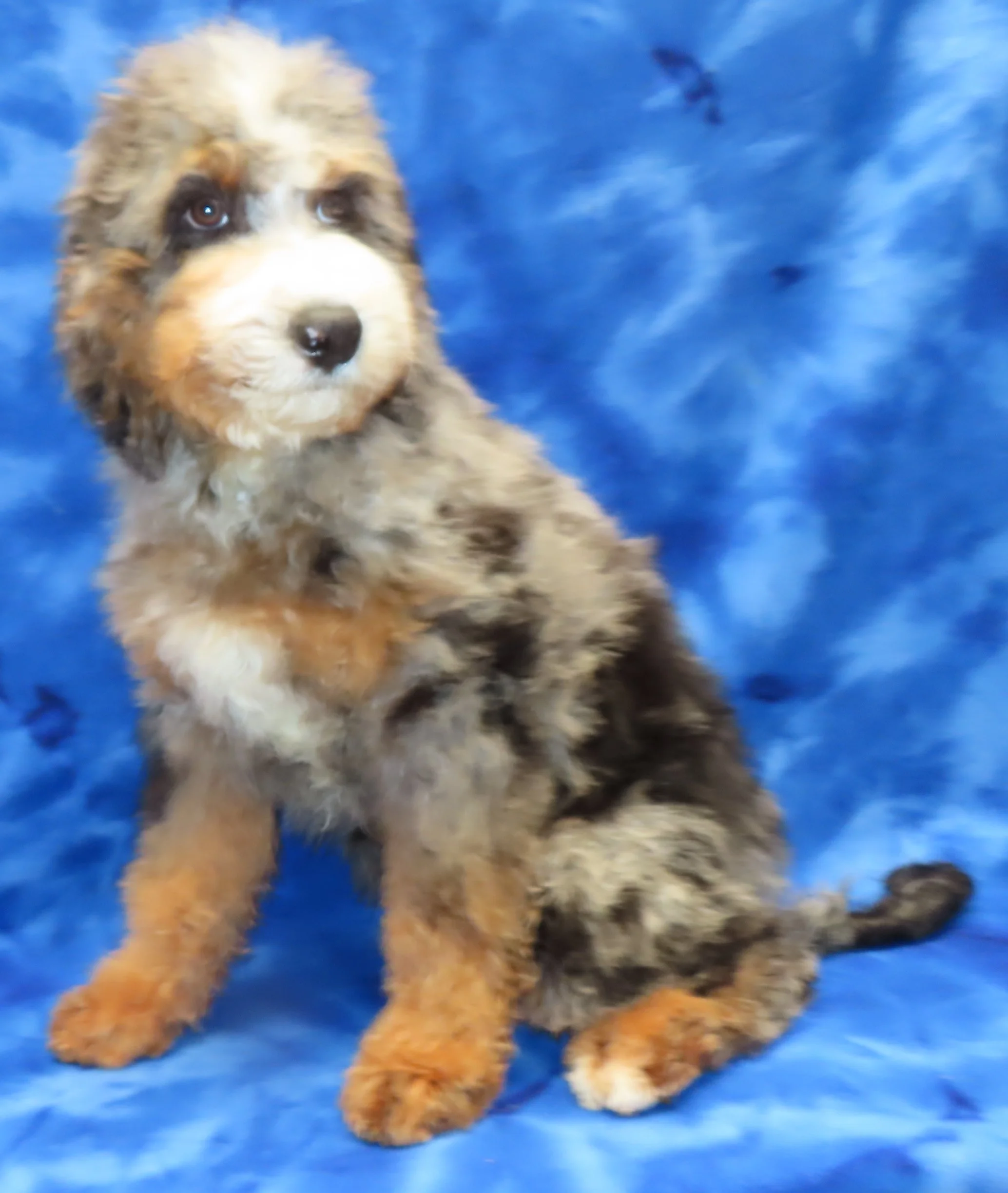TIFFANY TURQUOISE GIRL- BLUE MERLE TRICOLOR (MOYEN/SMALL STANDARD) $2,200