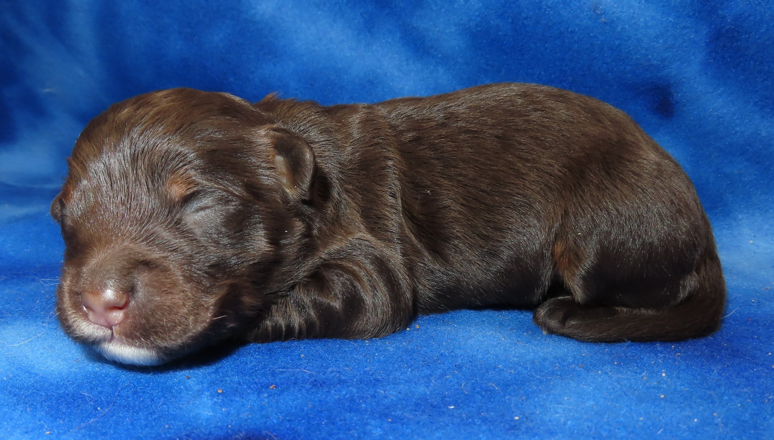PATSY BLUE BOY- CHOCOLATE TRICOLOR BERNEDOODLE $2,800