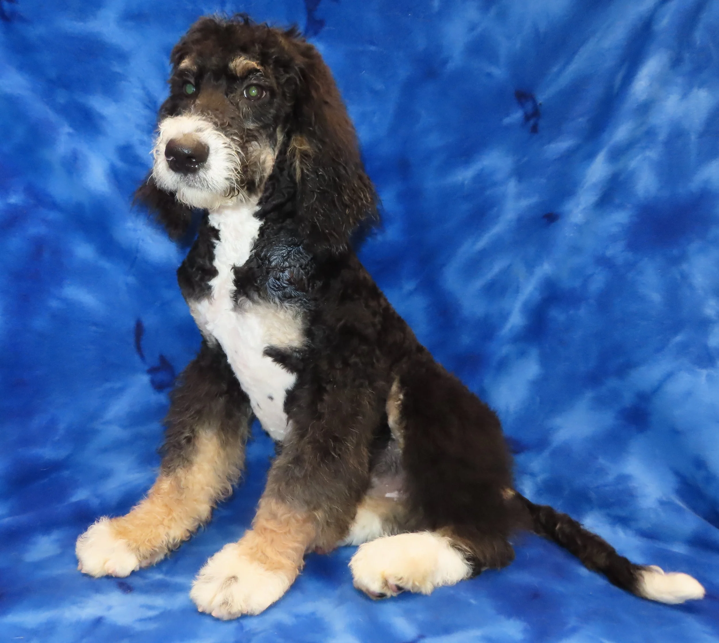 LULU ORANGE BOY- TRADITIONAL TRICOLOR MEDIUM SIZE BERNEDOODLE $1,500