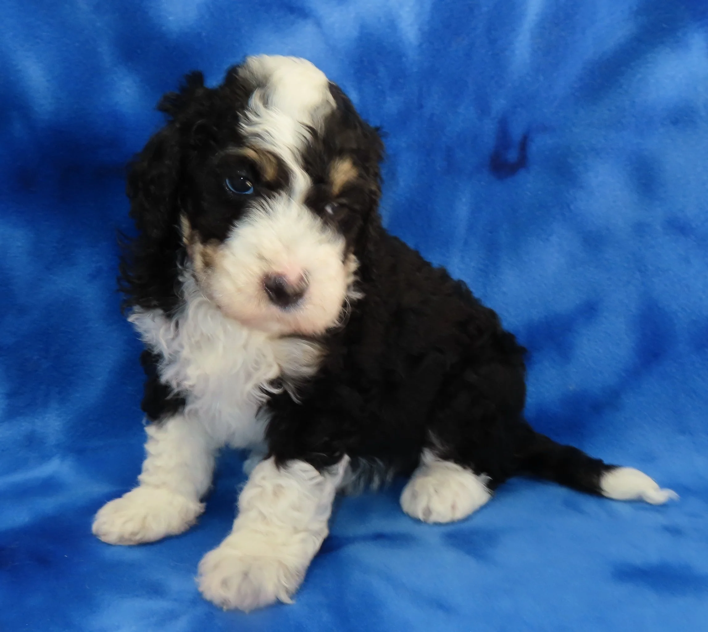 ARROW RED GIRL- BLACK AND WHITE PHANTOM BERNEDOODLE (~28-38 LBS) $2,800 (SOLD)